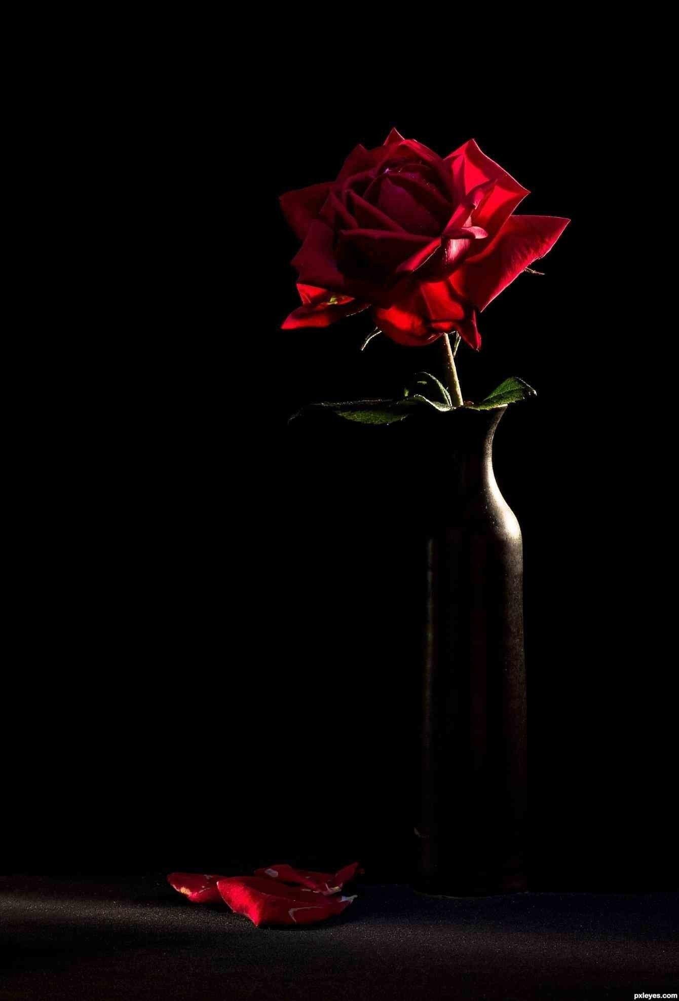 Dark Rose Wallpapers Top Free Dark Rose Backgrounds WallpaperAccess