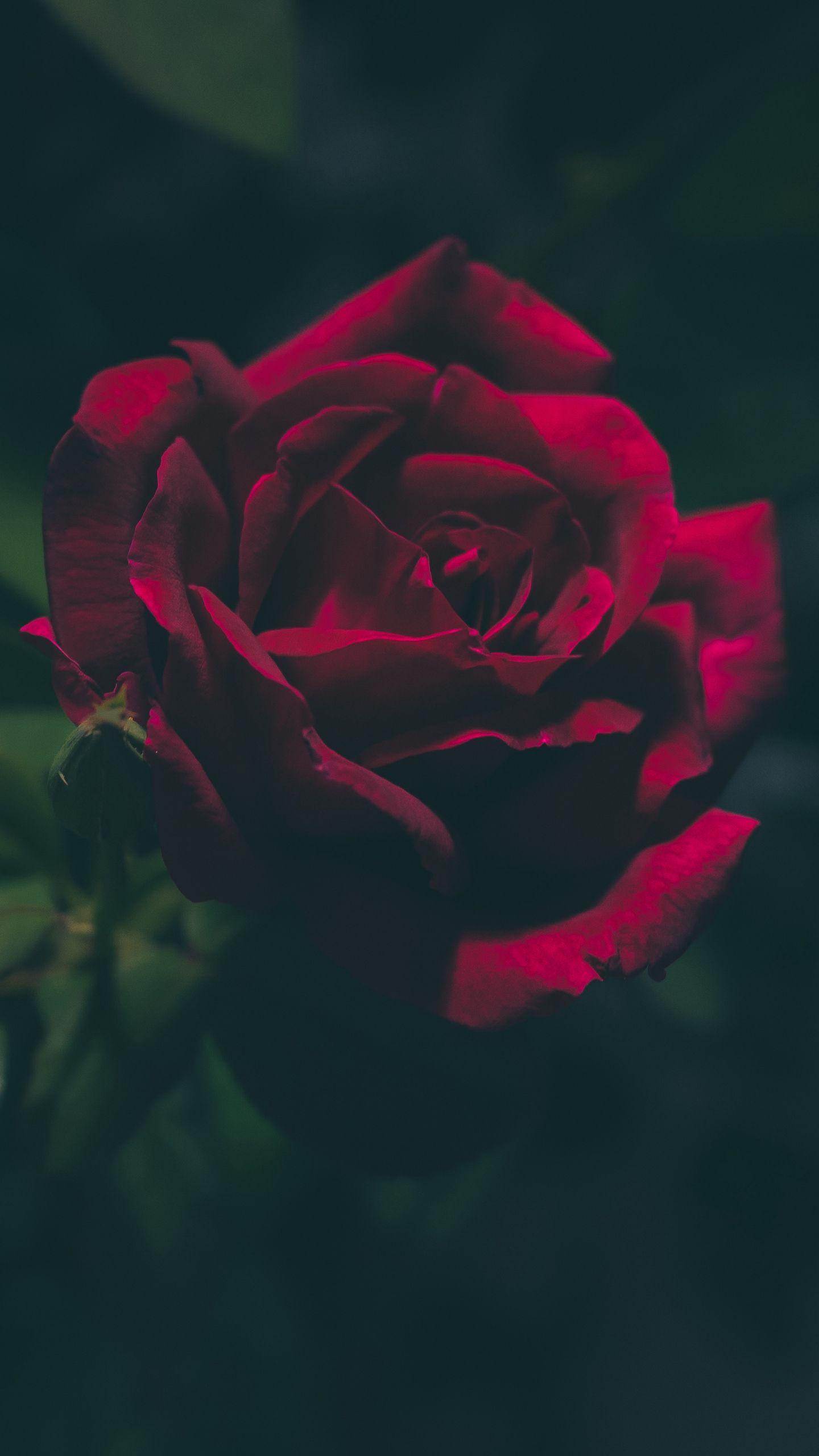 Dark Rose Wallpapers Top Free Dark Rose Backgrounds WallpaperAccess