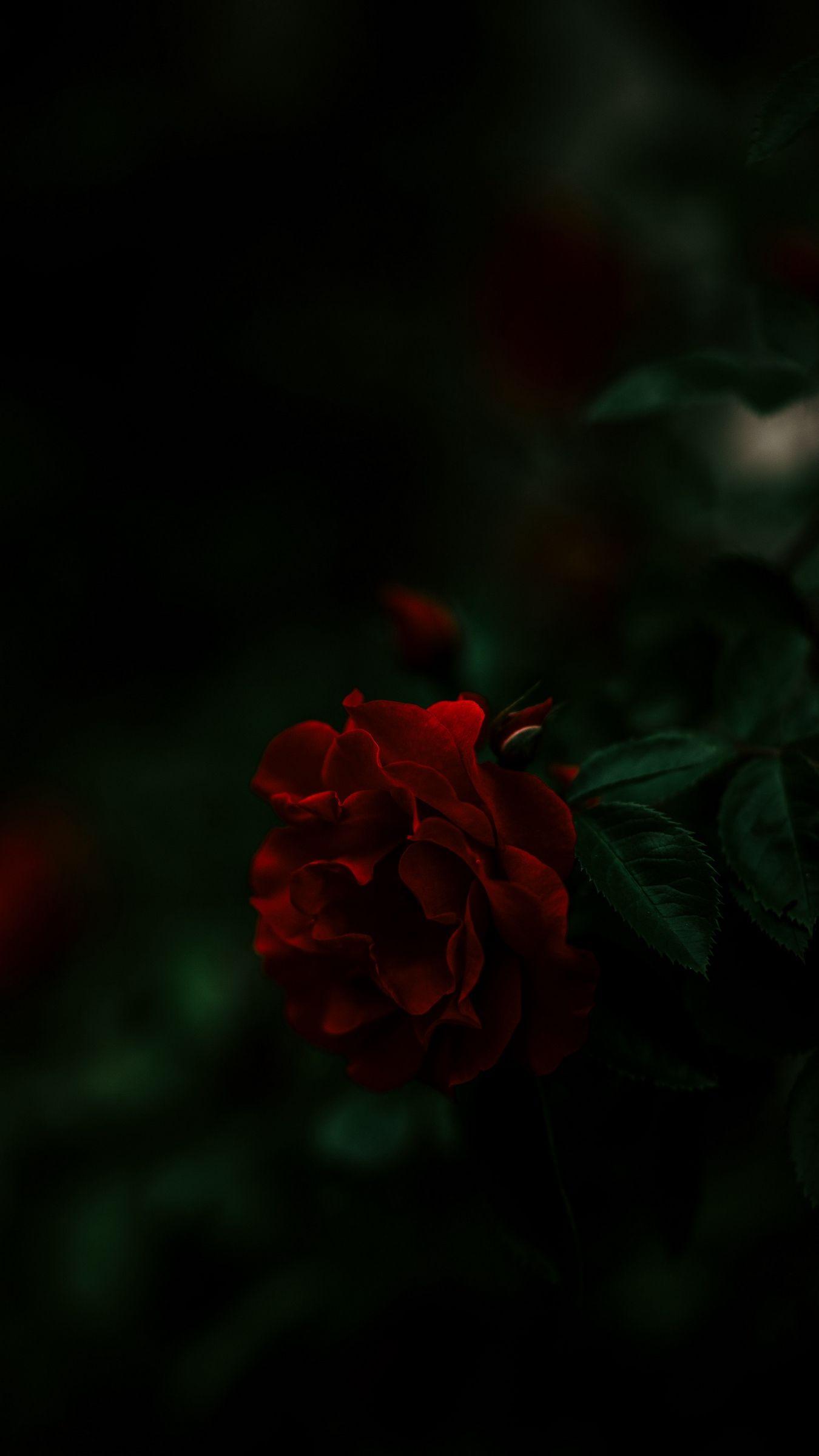 Dark Rose Wallpapers Top Free Dark Rose Backgrounds WallpaperAccess