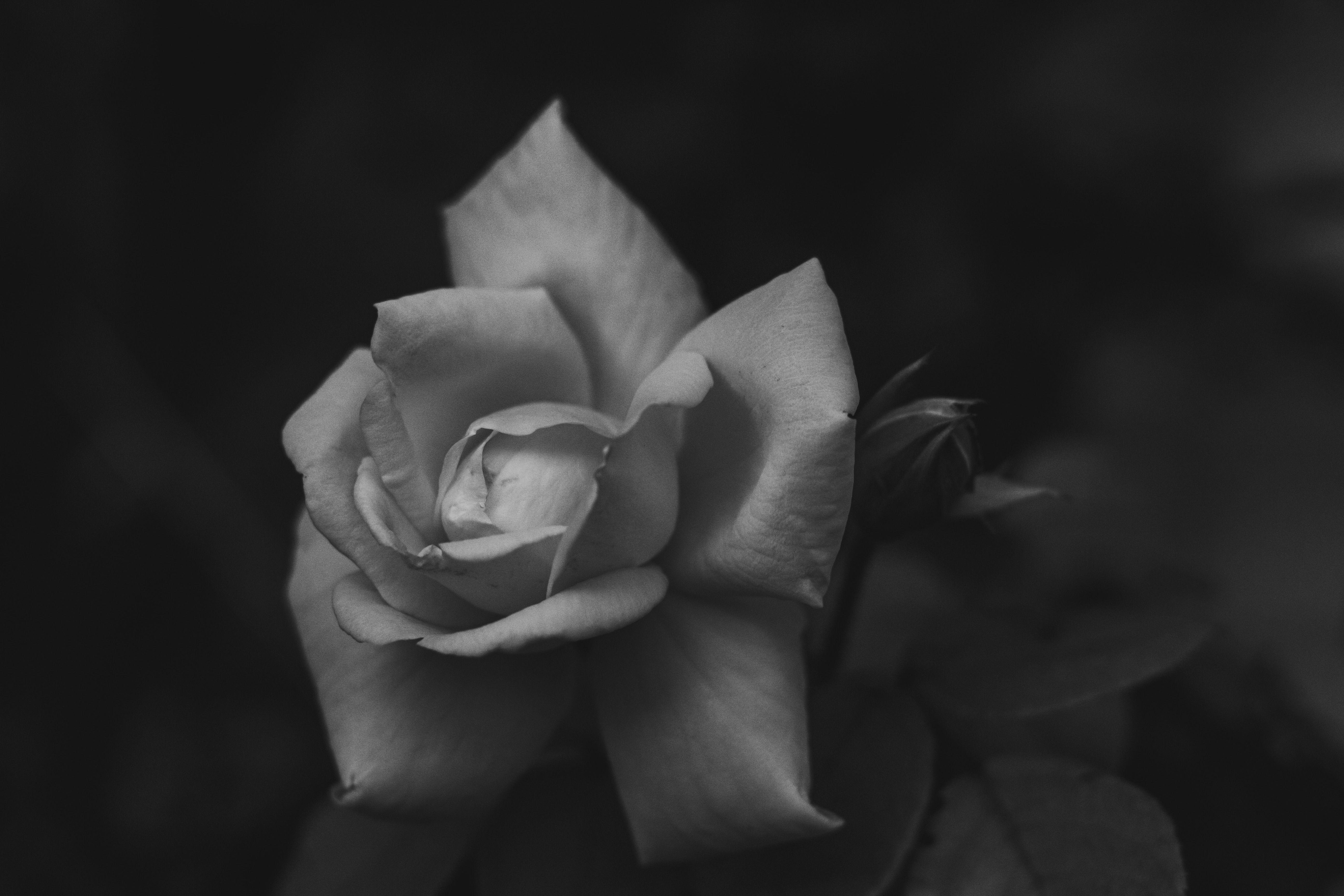 Gray Rose Wallpapers Top Free Gray Rose Backgrounds WallpaperAccess