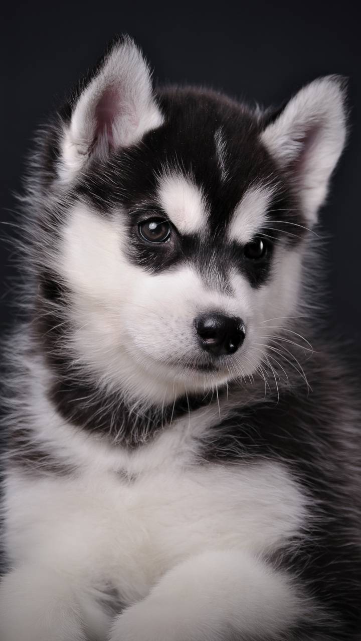 Husky Puppies Wallpapers Top Free Husky Puppies Backgrounds