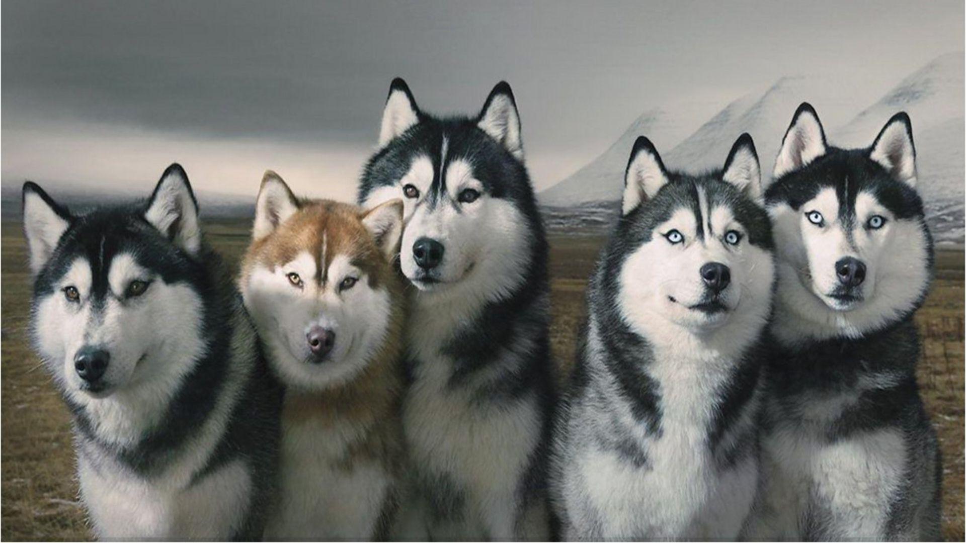 Husky Desktop Wallpapers Top Free Husky Desktop Backgrounds