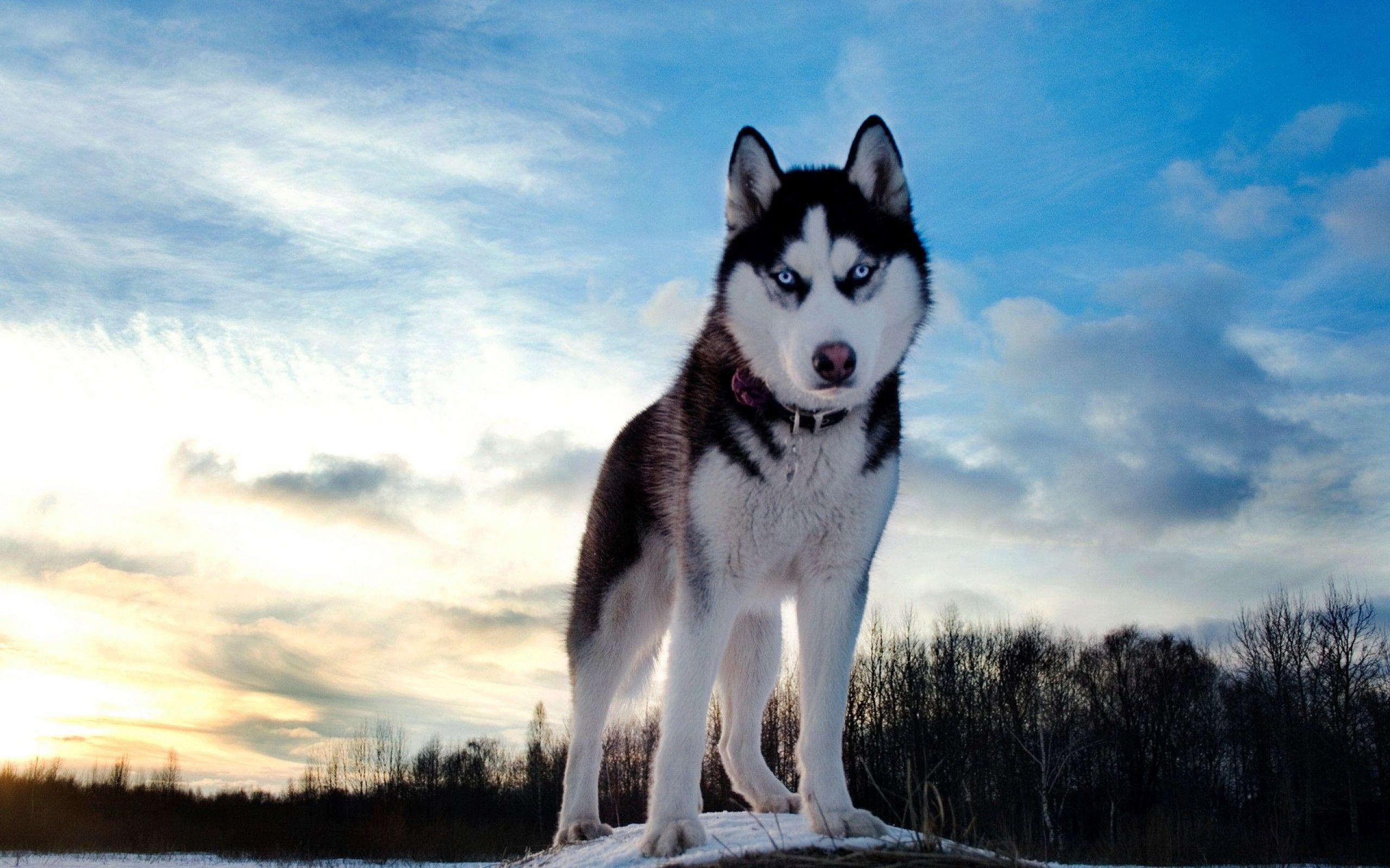 Husky Desktop Wallpapers Top Free Husky Desktop Backgrounds
