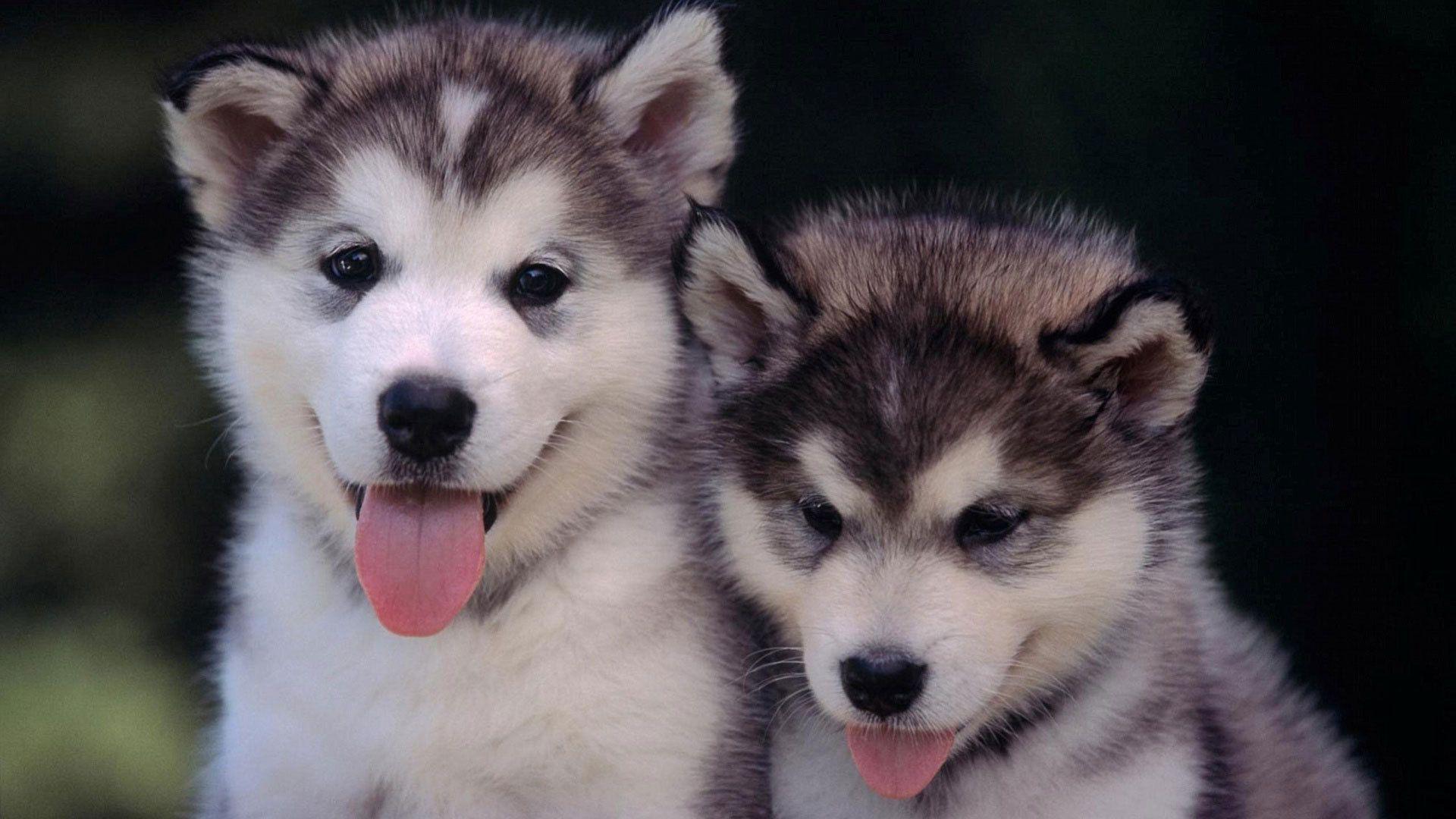 Husky Desktop Wallpapers Top Free Husky Desktop Backgrounds