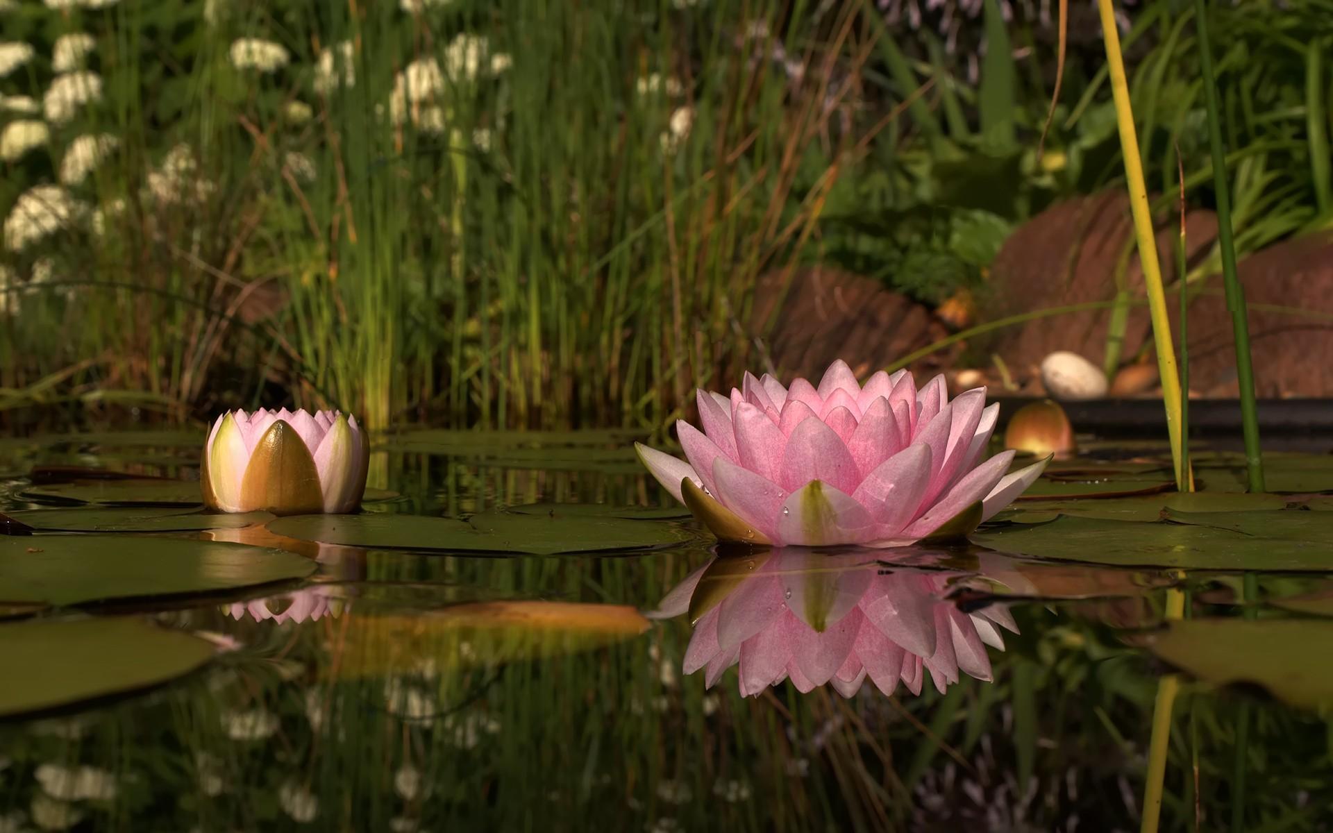 Buddha Lotus Flower Wallpapers Top Free Buddha Lotus Flower