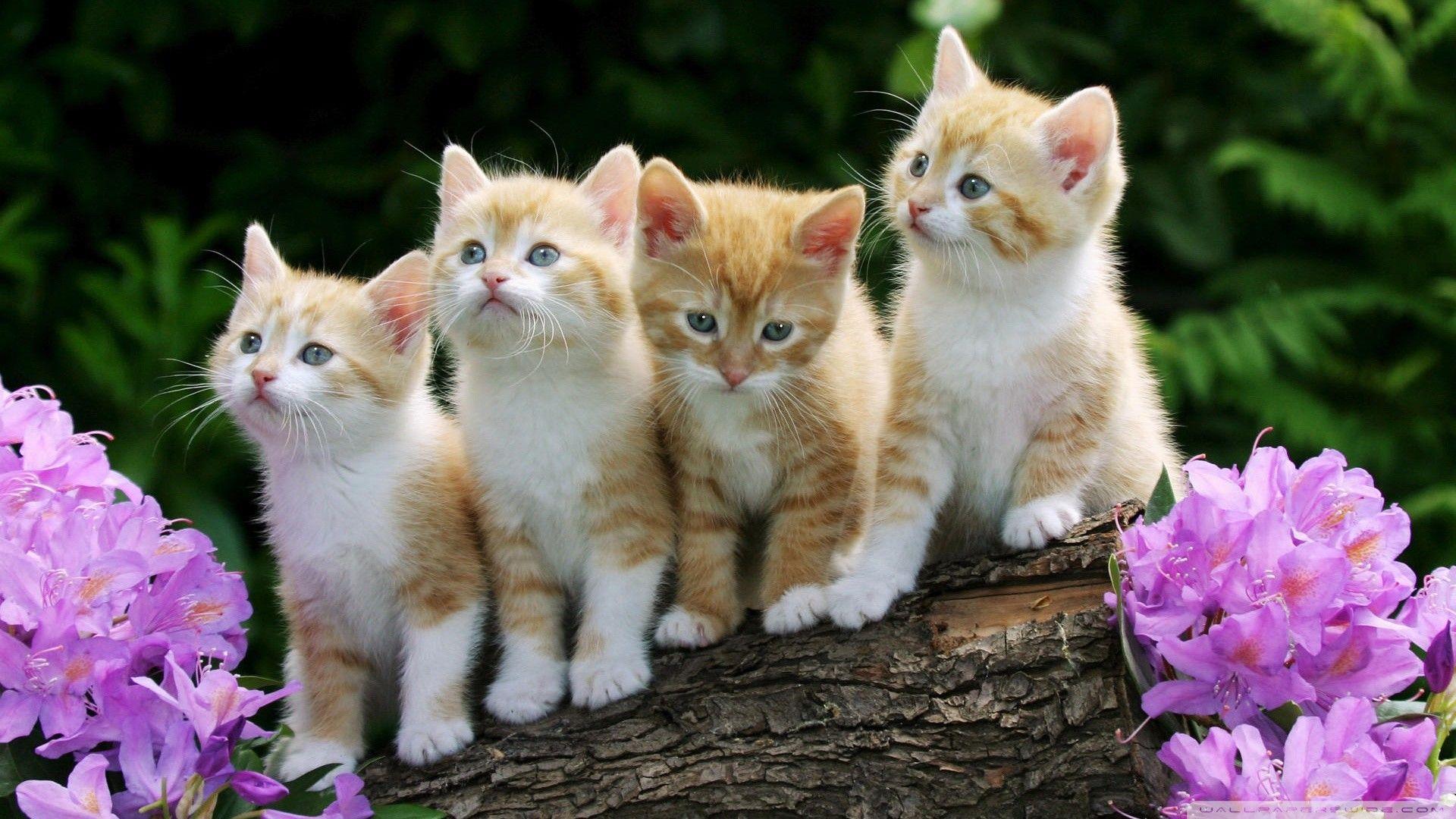 Orange Kitten Wallpapers Top Free Orange Kitten Backgrounds