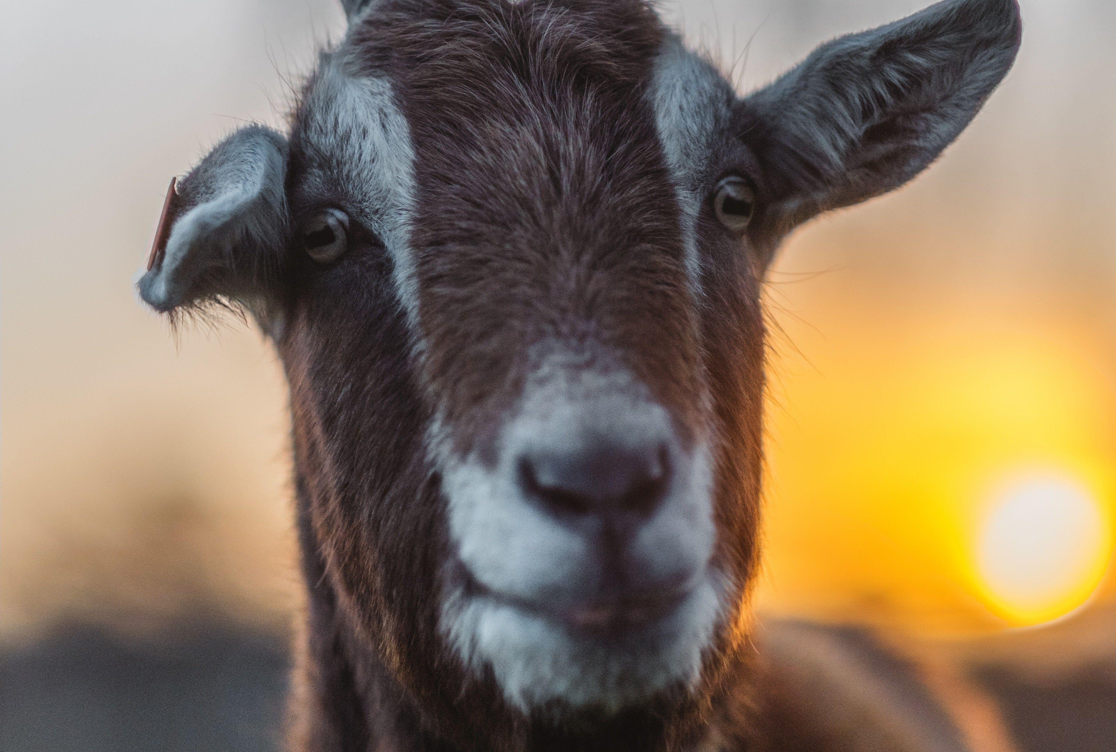 Goat Wallpapers Top Free Goat Backgrounds WallpaperAccess