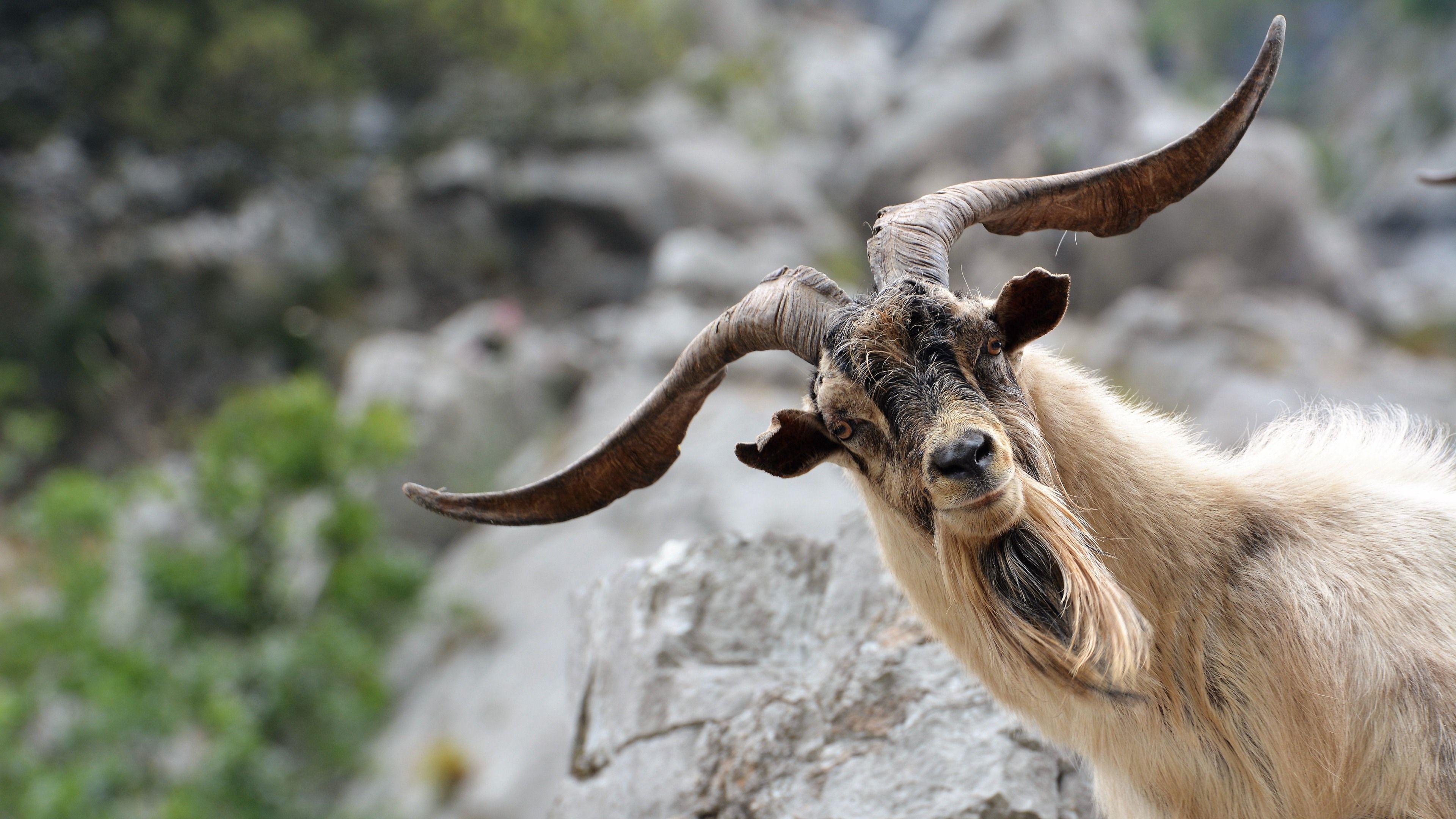 Funny Goat Wallpapers Top Free Funny Goat Backgrounds WallpaperAccess