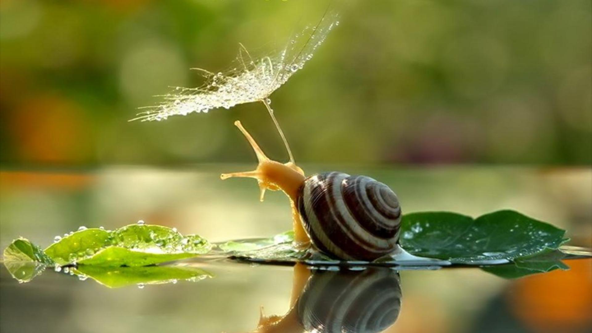 Snail Wallpapers Top Free Snail Backgrounds WallpaperAccess