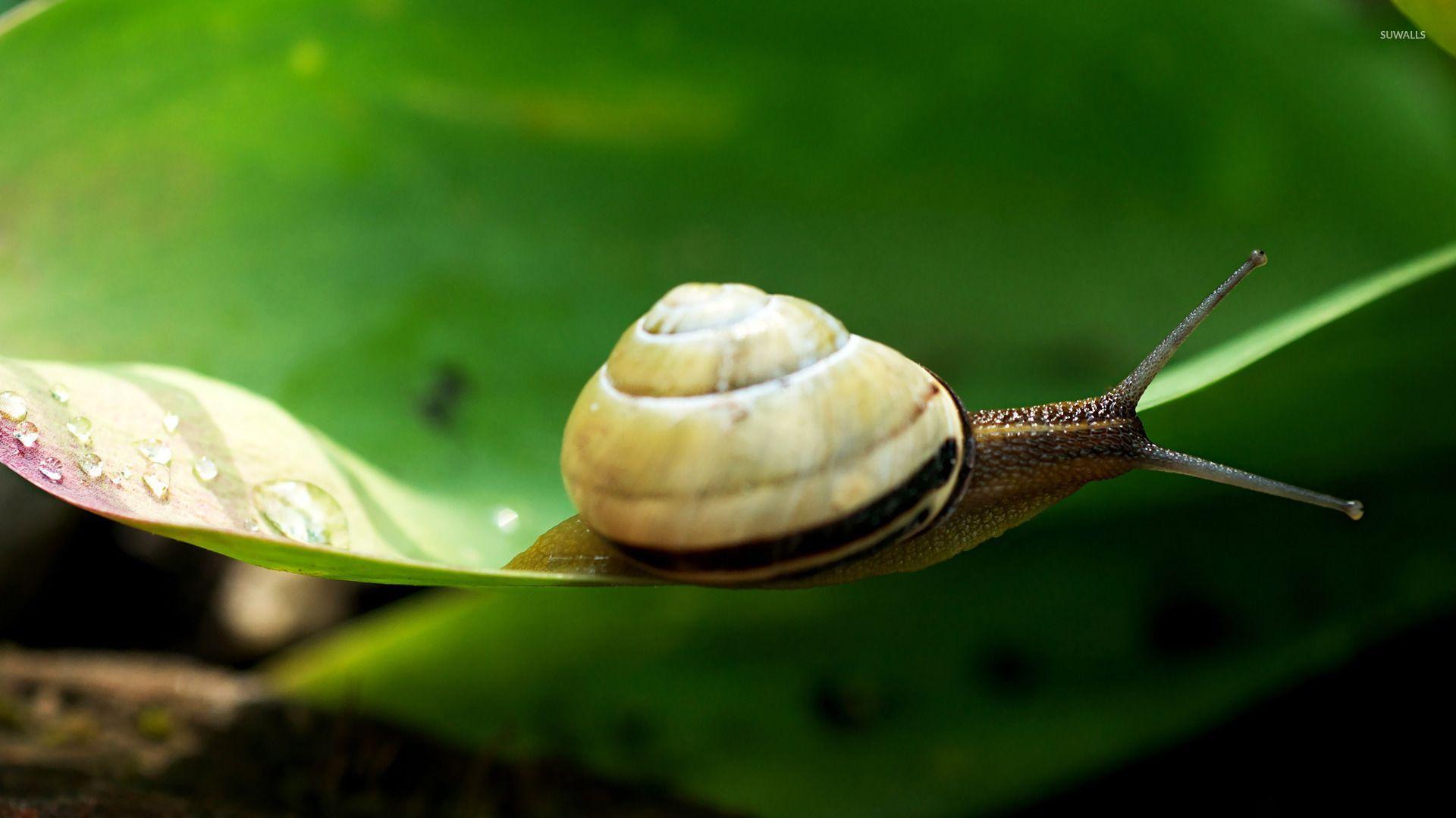 Snail Wallpapers Top Free Snail Backgrounds WallpaperAccess