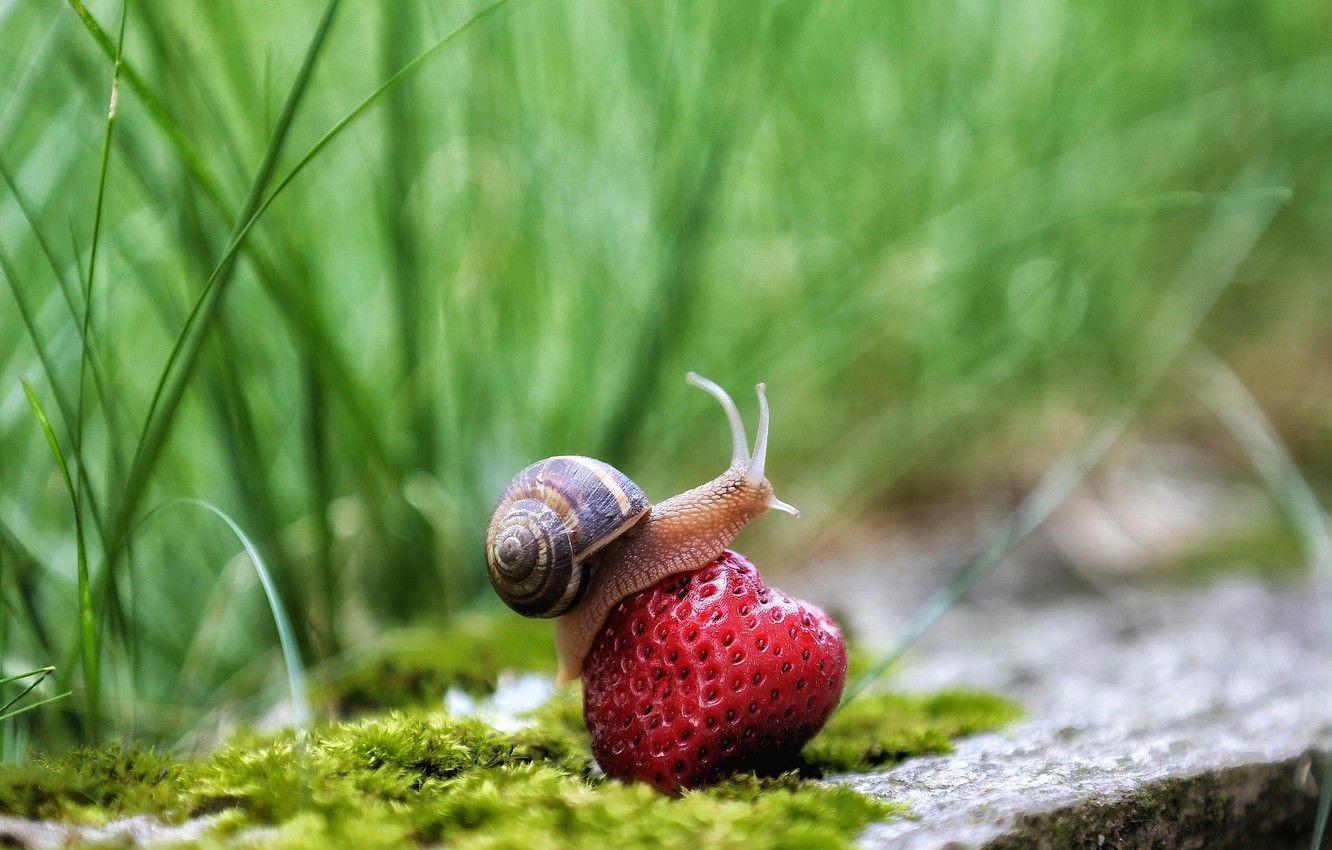 Snail Wallpapers Top Free Snail Backgrounds WallpaperAccess