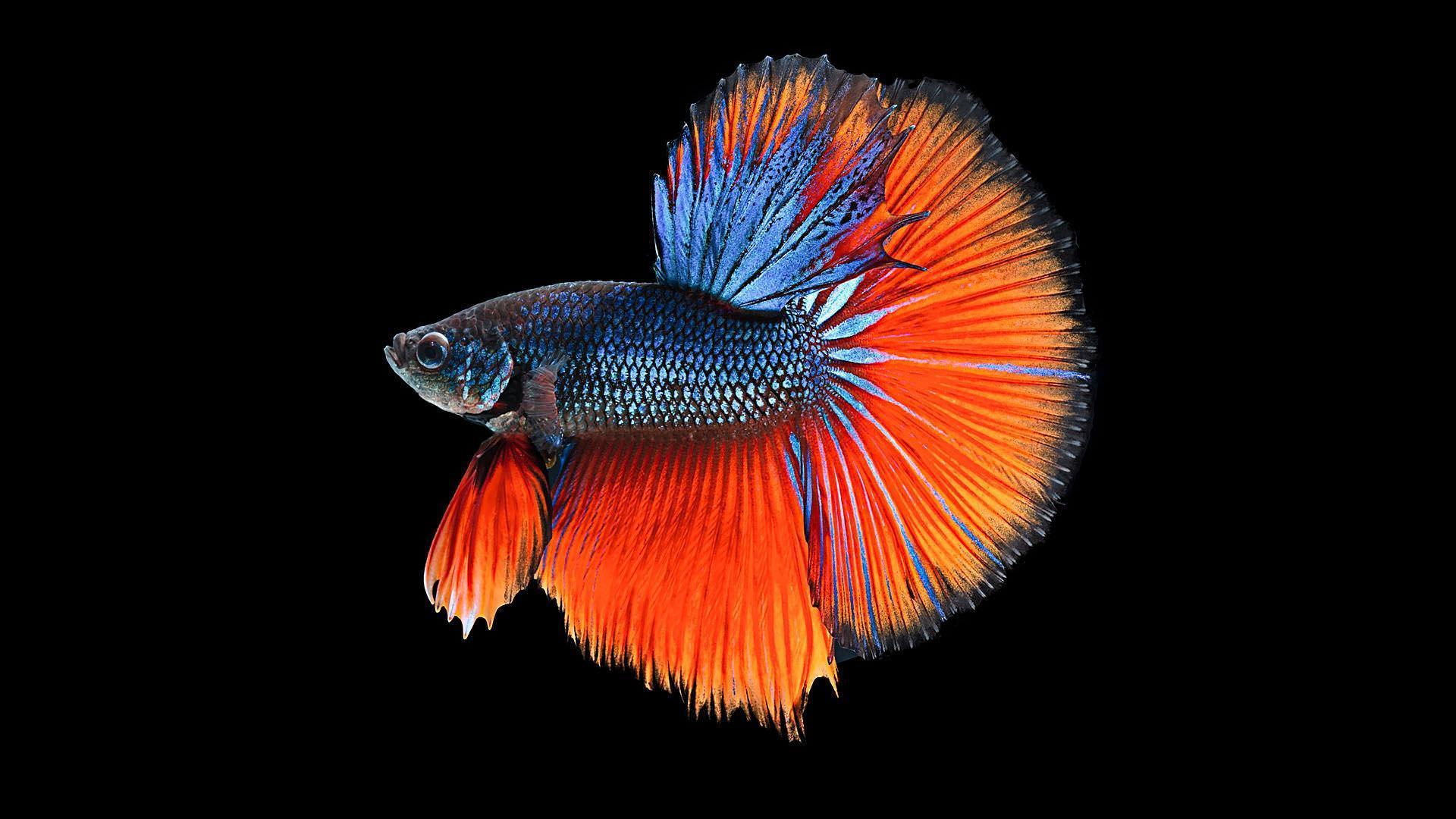 Fighter Fish Wallpapers Top Free Fighter Fish Backgrounds