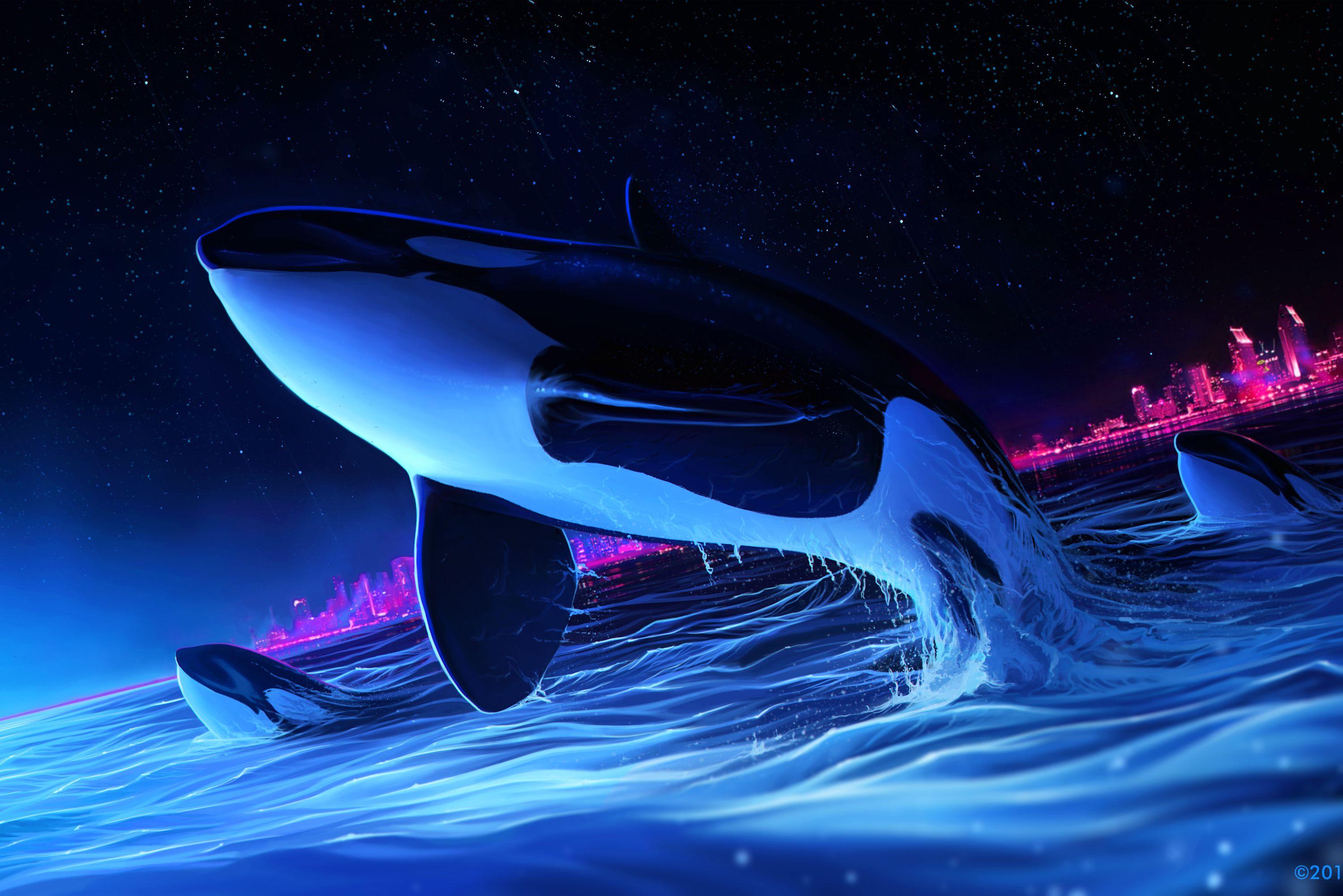 Killer Whale Wallpapers Top Free Killer Whale Backgrounds