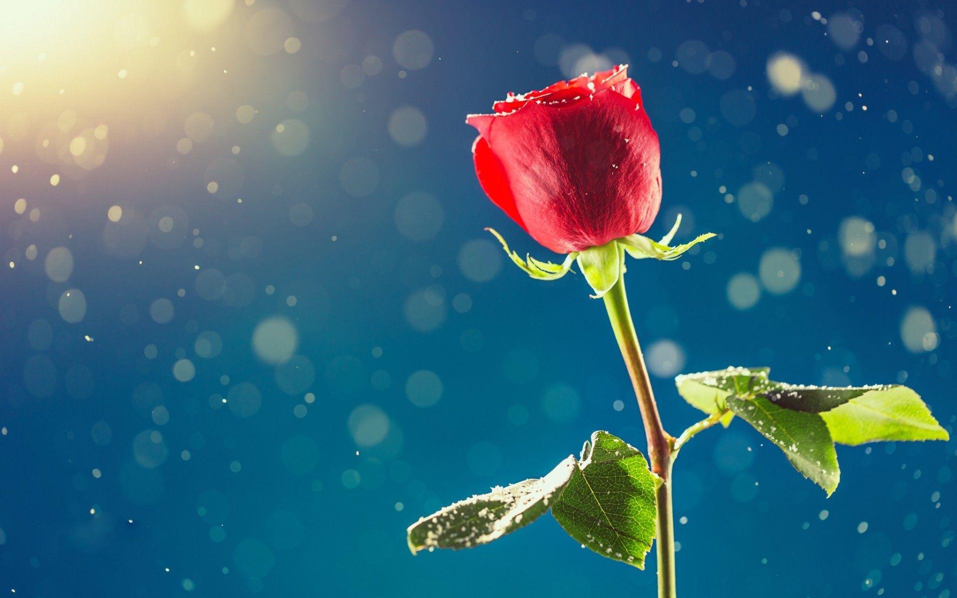Single Flower Wallpapers Top Free Single Flower Backgrounds