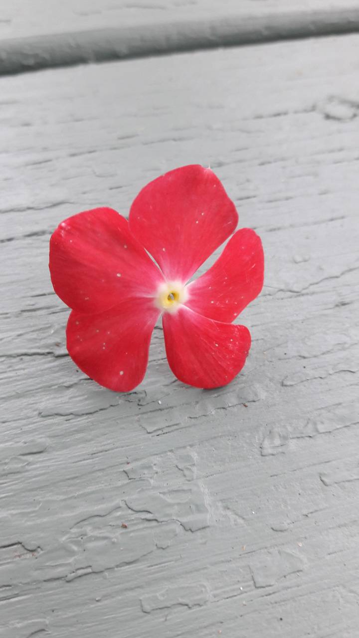 Single Flower Wallpapers Top Free Single Flower Backgrounds