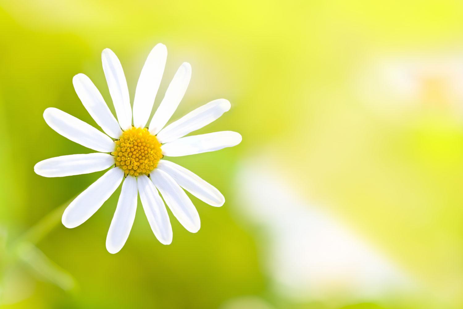 Single Flower Wallpapers Top Free Single Flower Backgrounds