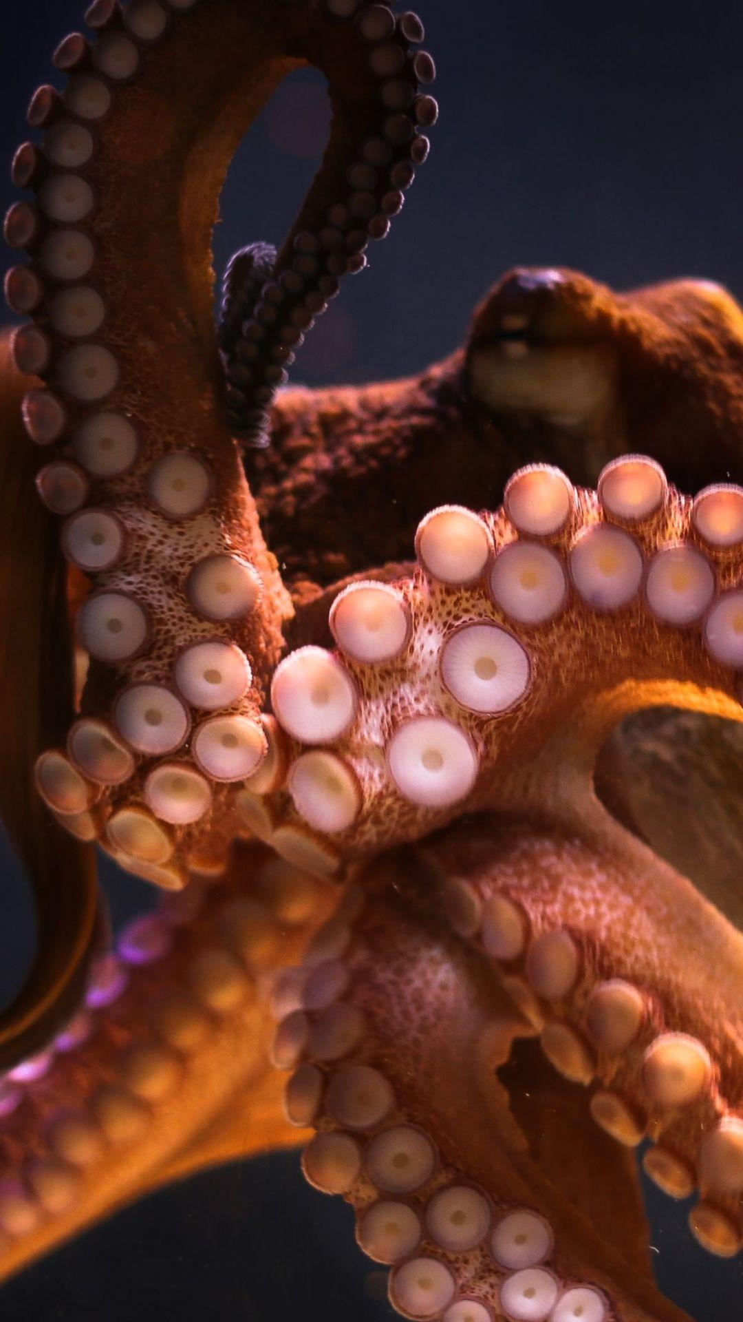 Discover more than 56 octopus iphone wallpaper in.cdgdbentre