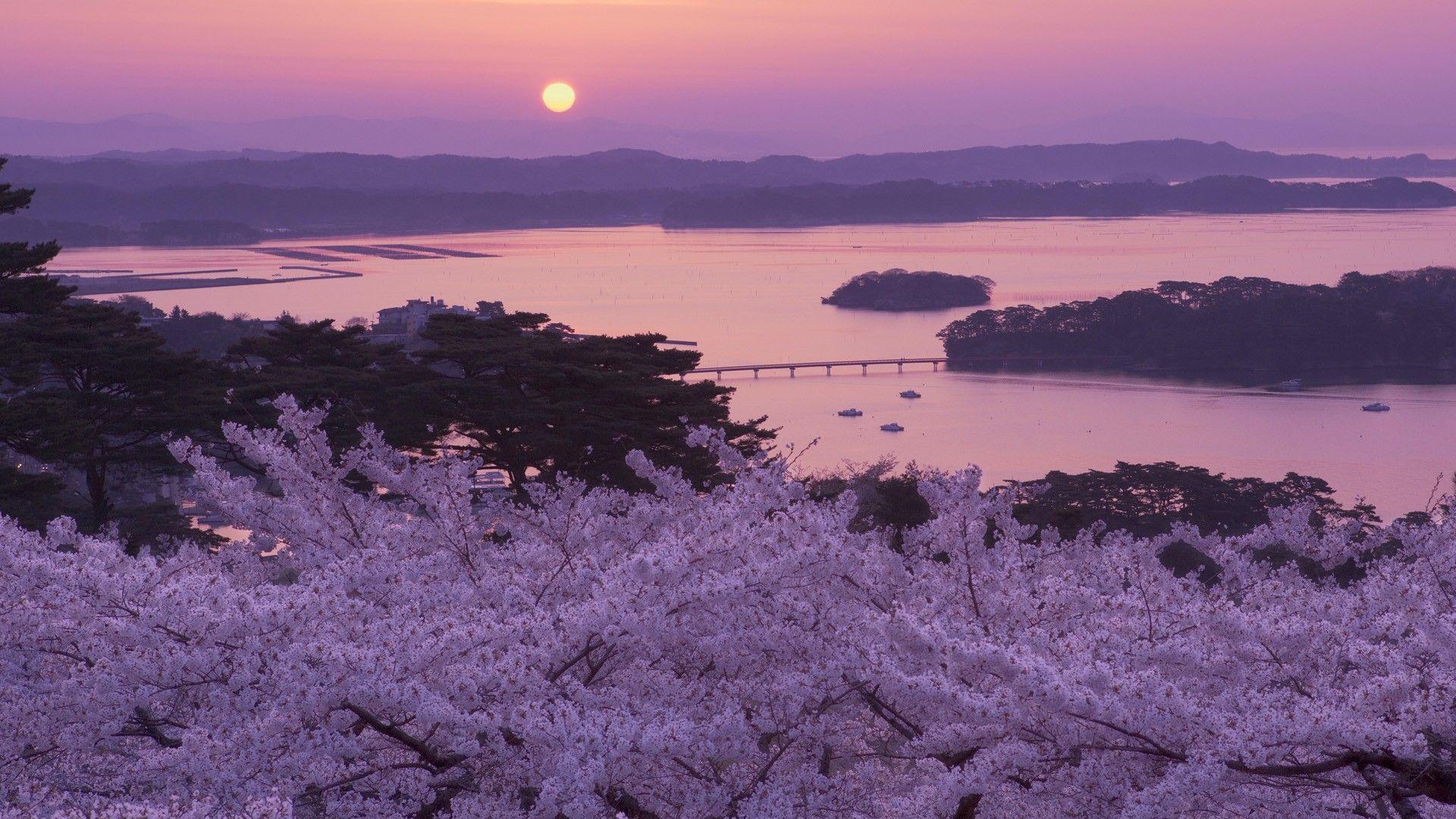 Japan Cherry Blossom Tree Wallpapers Top Free Japan Cherry Blossom