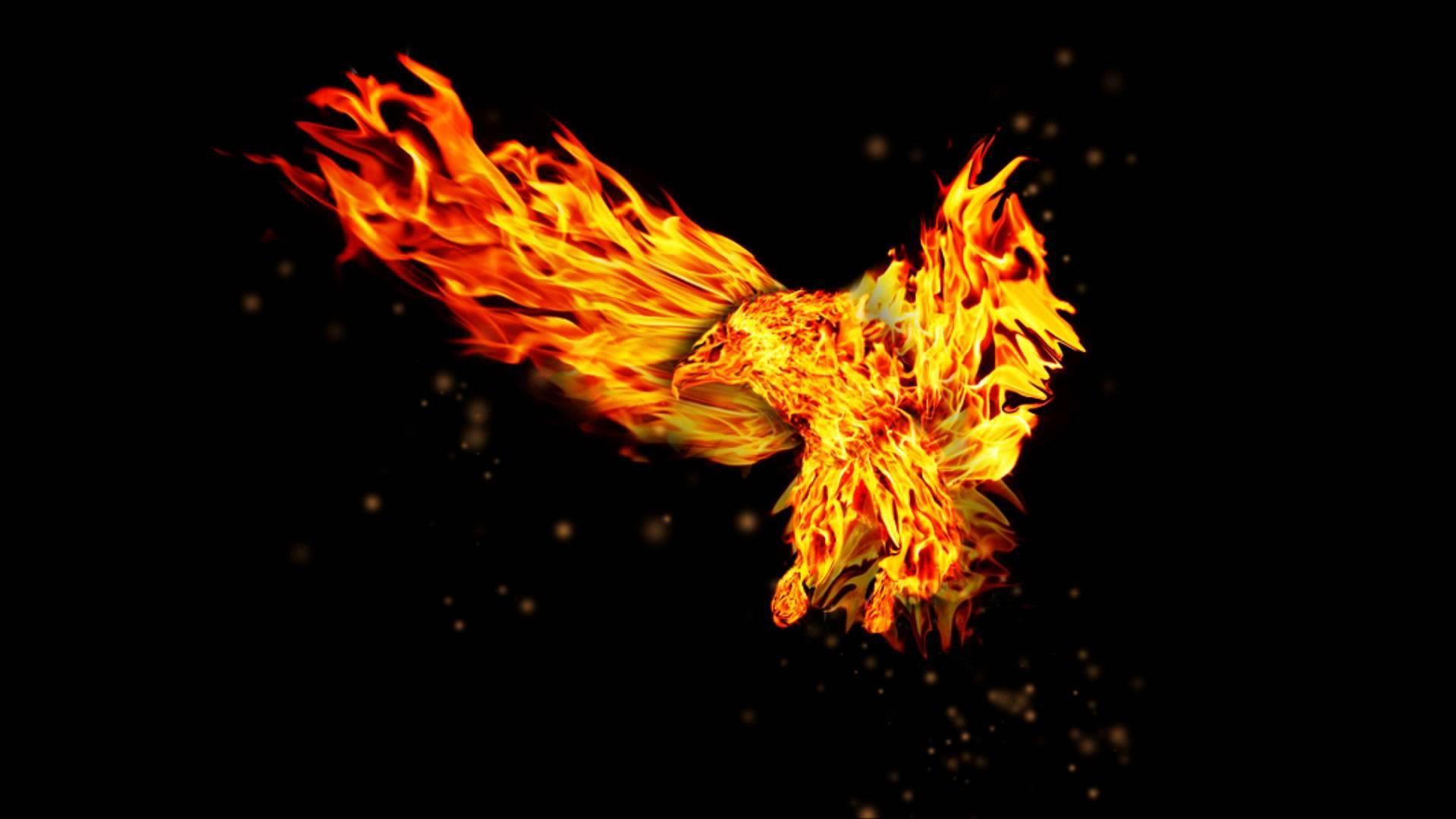 Fire Eagle Wallpapers Top Free Fire Eagle Backgrounds WallpaperAccess