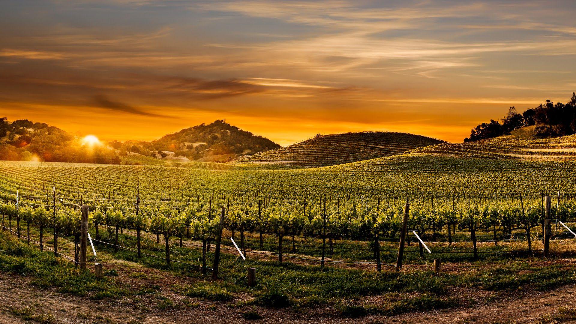 Napa Wallpapers Top Free Napa Backgrounds WallpaperAccess