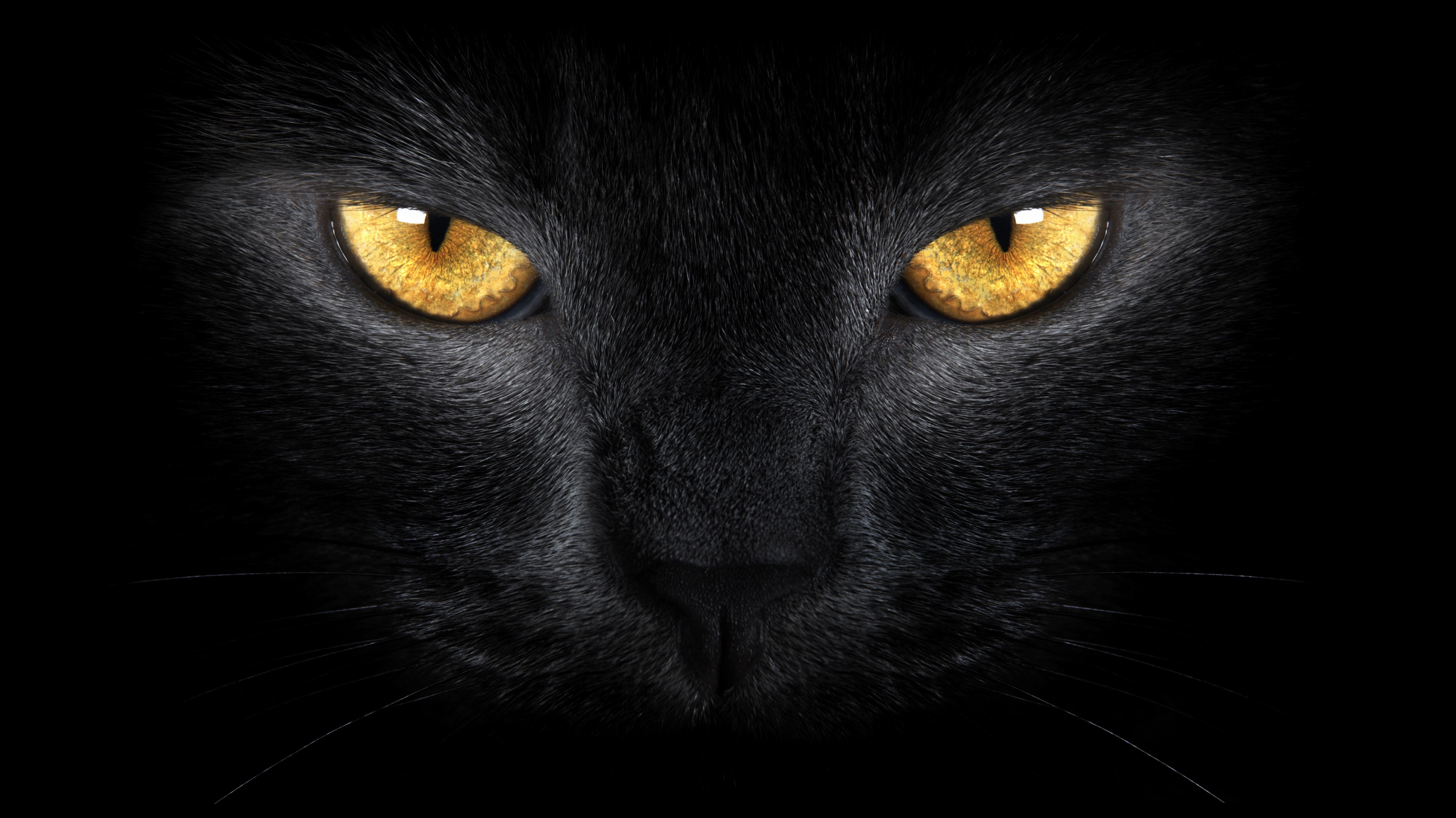 Black Cat Eyes Wallpapers Top Free Black Cat Eyes Backgrounds