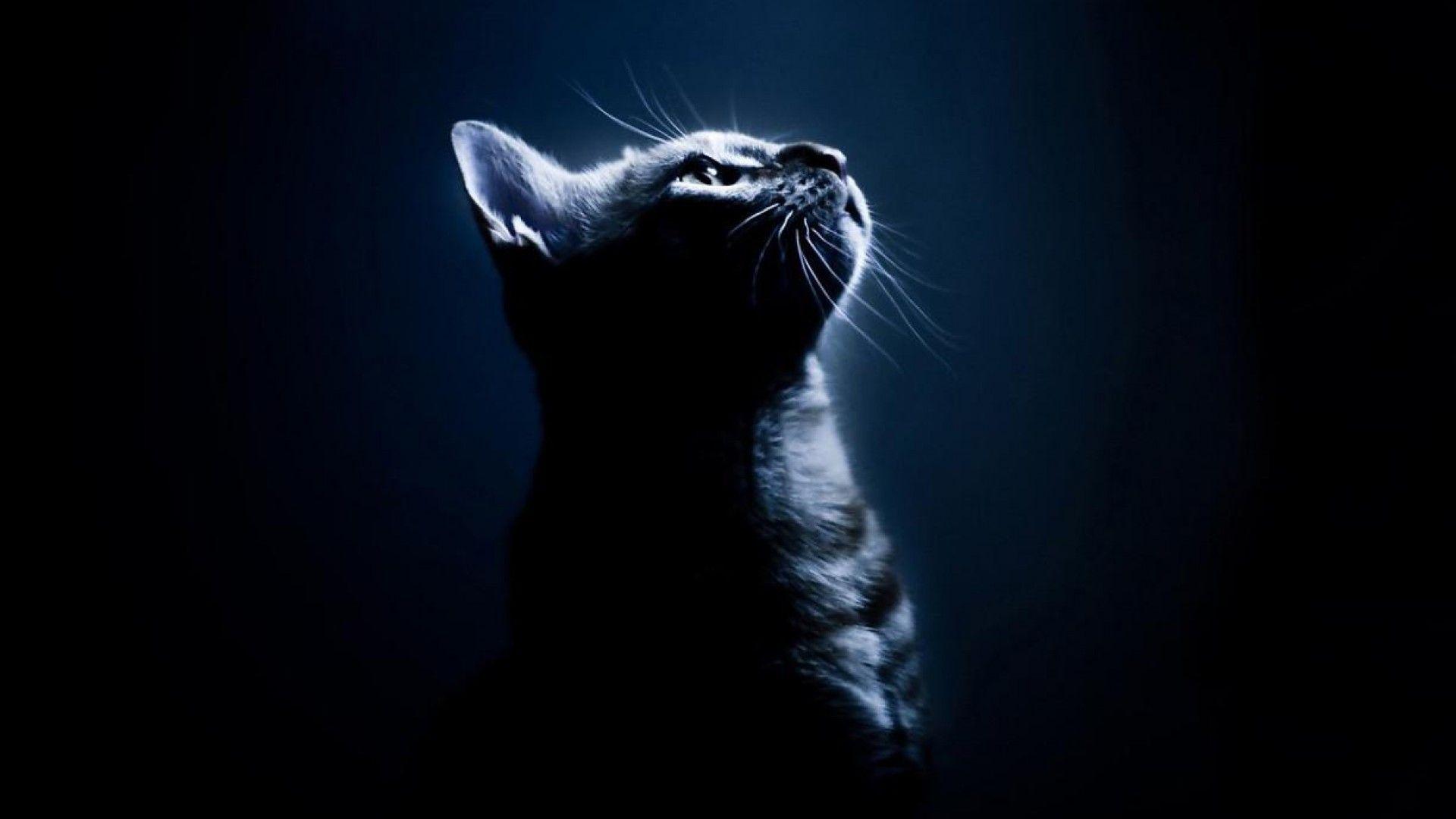 Dark Cat Wallpapers Top Free Dark Cat Backgrounds WallpaperAccess