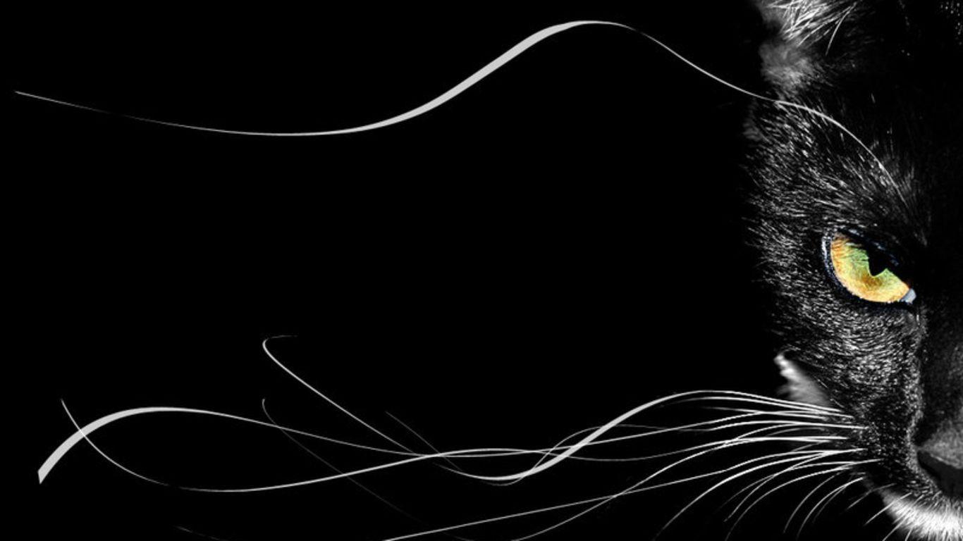Black Cat HD Wallpapers Top Free Black Cat HD Backgrounds