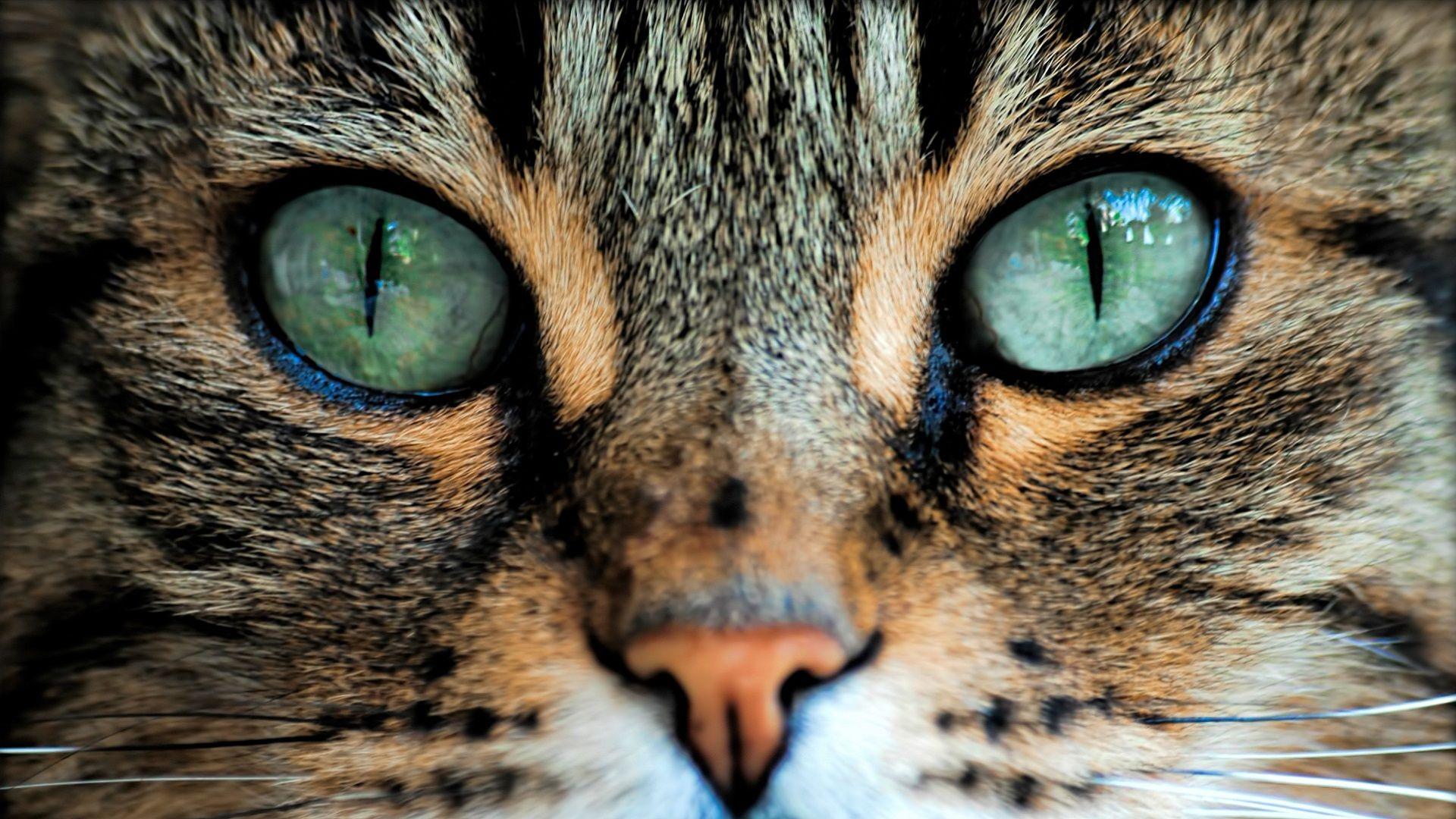 Cat Eyes Wallpapers Top Free Cat Eyes Backgrounds WallpaperAccess
