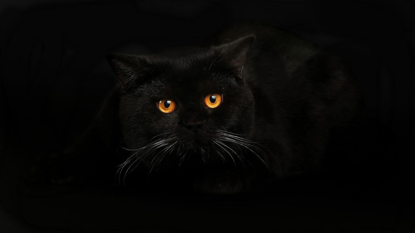 Black Cat HD Wallpapers Top Free Black Cat HD Backgrounds