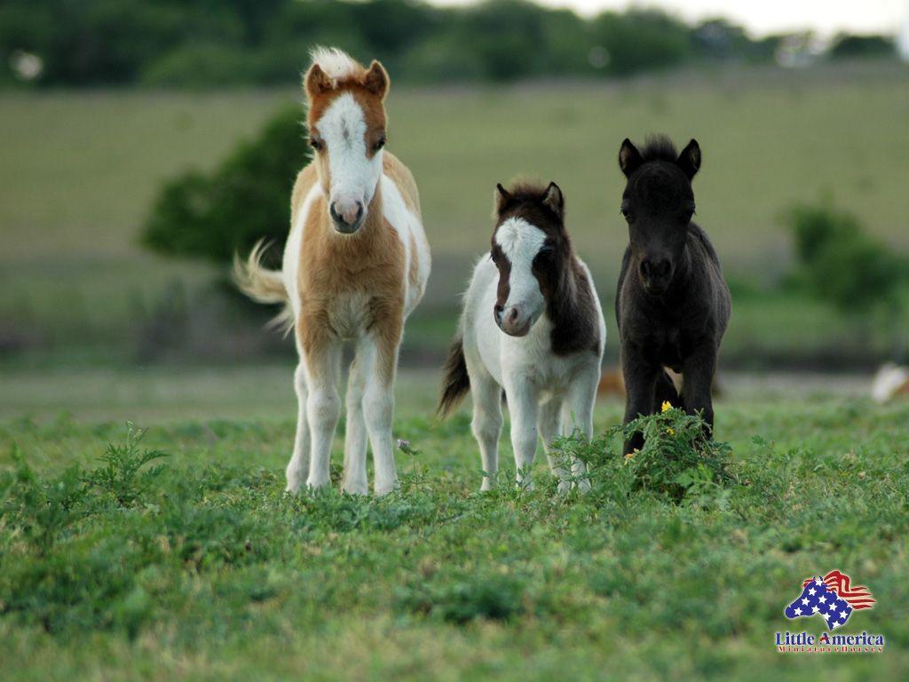 Baby Horse Wallpapers Top Free Baby Horse Backgrounds WallpaperAccess