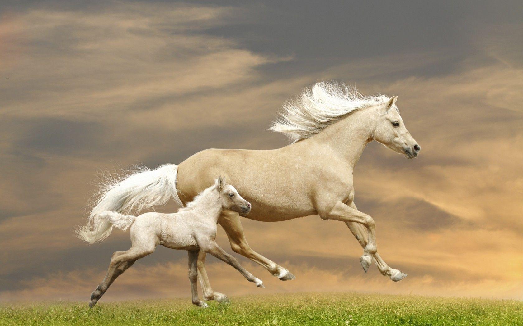Baby Horse Wallpapers Top Free Baby Horse Backgrounds WallpaperAccess