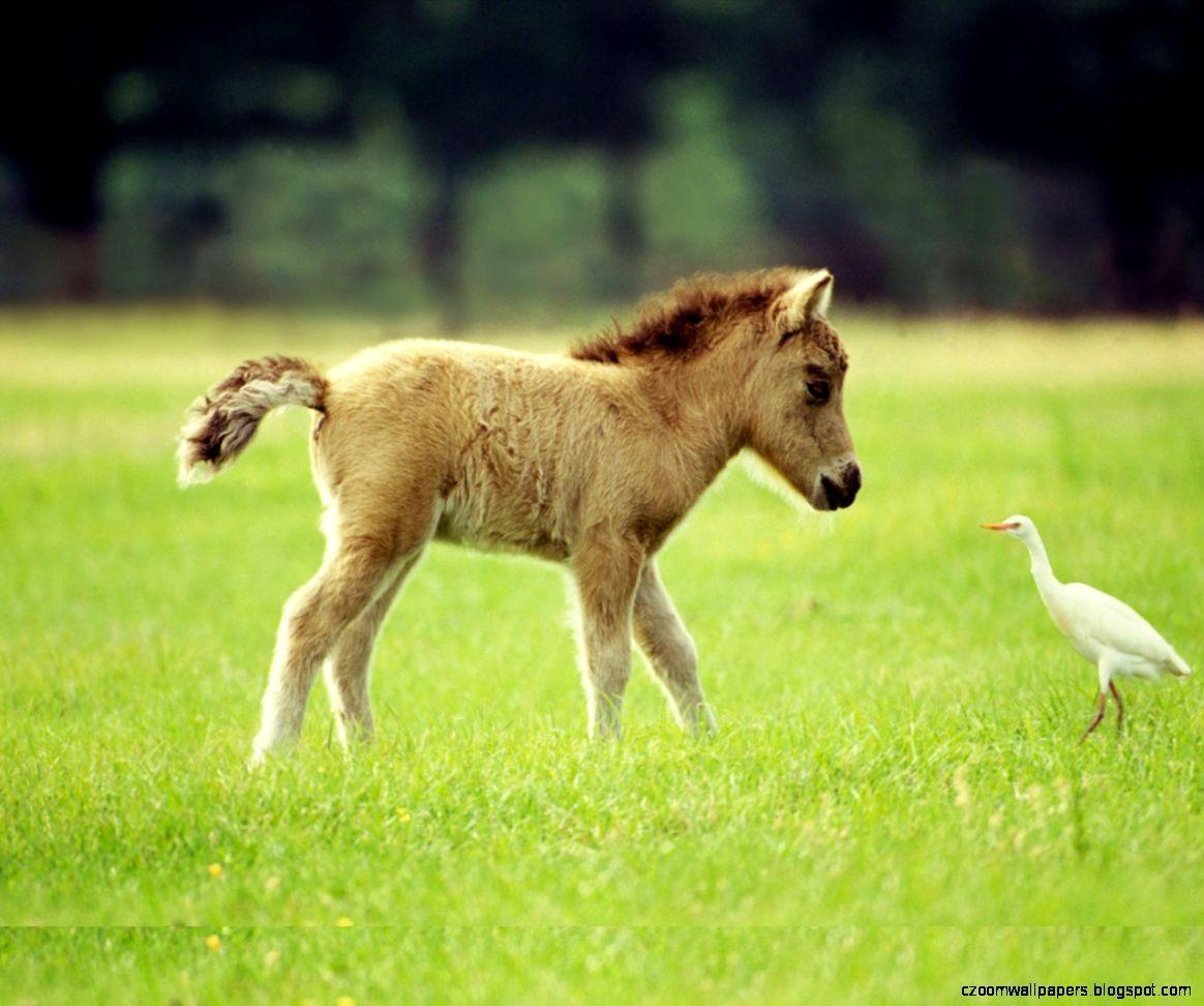 Albums 98+ Pictures Pictures Of Baby Horses Being Born Updated 10/2023