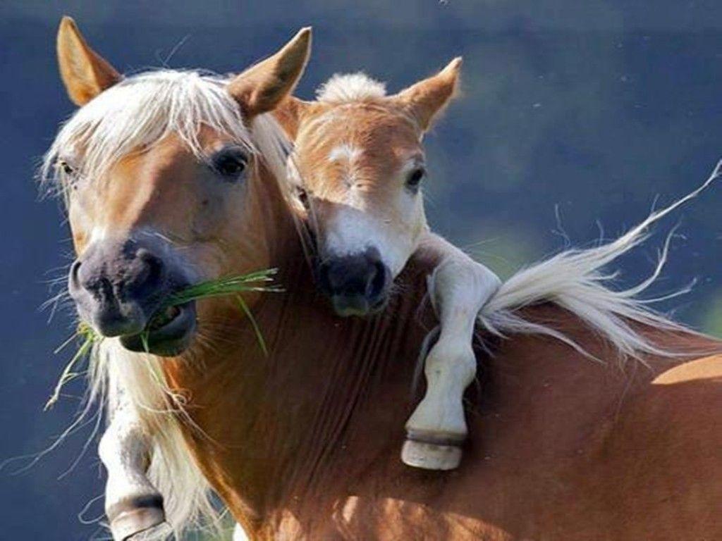 Baby Horse Wallpapers Top Free Baby Horse Backgrounds WallpaperAccess