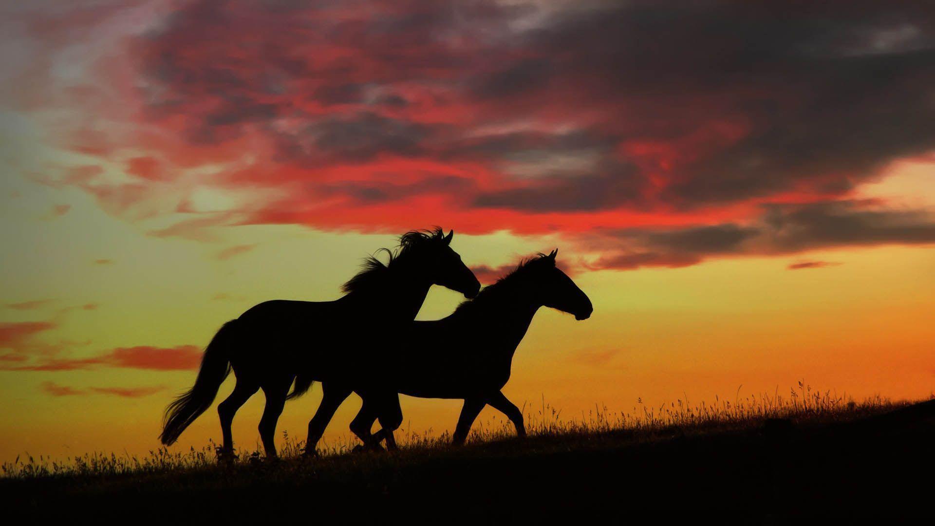 Wild Horses Running Wallpapers Top Free Wild Horses Running