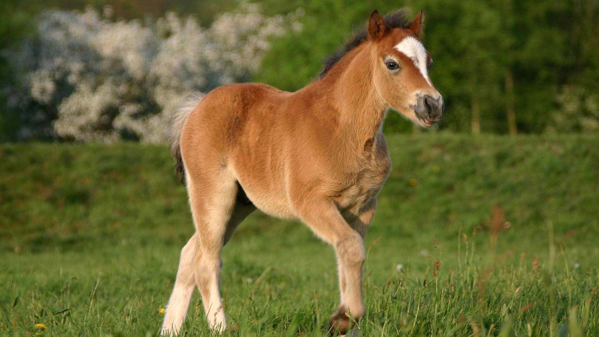 Baby Horse Wallpapers Top Free Baby Horse Backgrounds WallpaperAccess