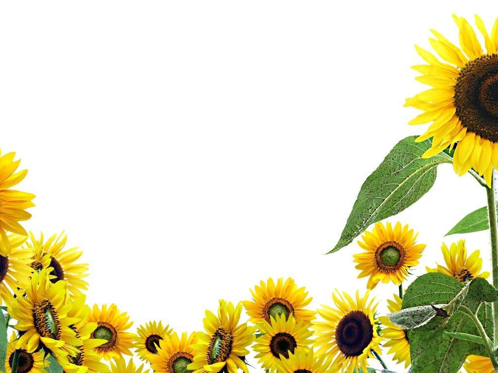 Sunflower Art Wallpapers Top Free Sunflower Art Backgrounds WallpaperAccess