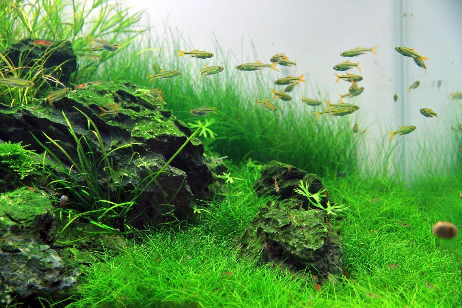 Aquascape Wallpapers Top Free Aquascape Backgrounds WallpaperAccess