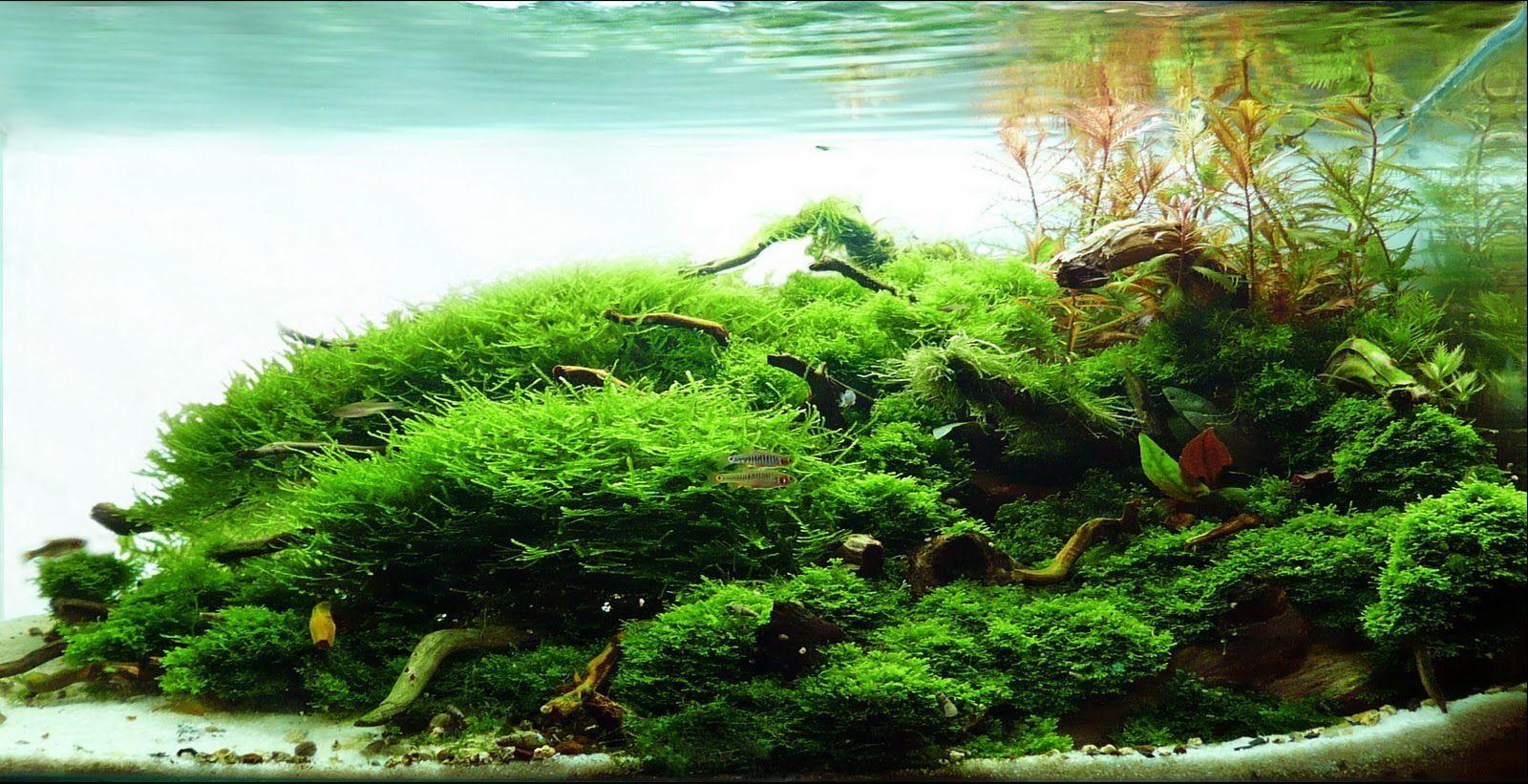 Aquascape Wallpapers Top Free Aquascape Backgrounds WallpaperAccess
