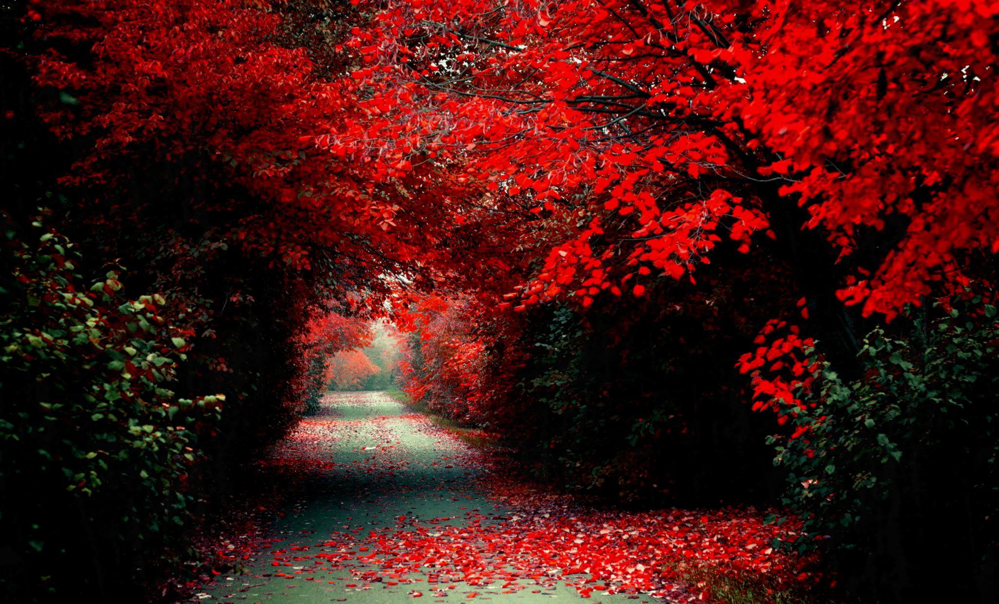 Red Tumblr Wallpapers Top Free Red Tumblr Backgrounds WallpaperAccess