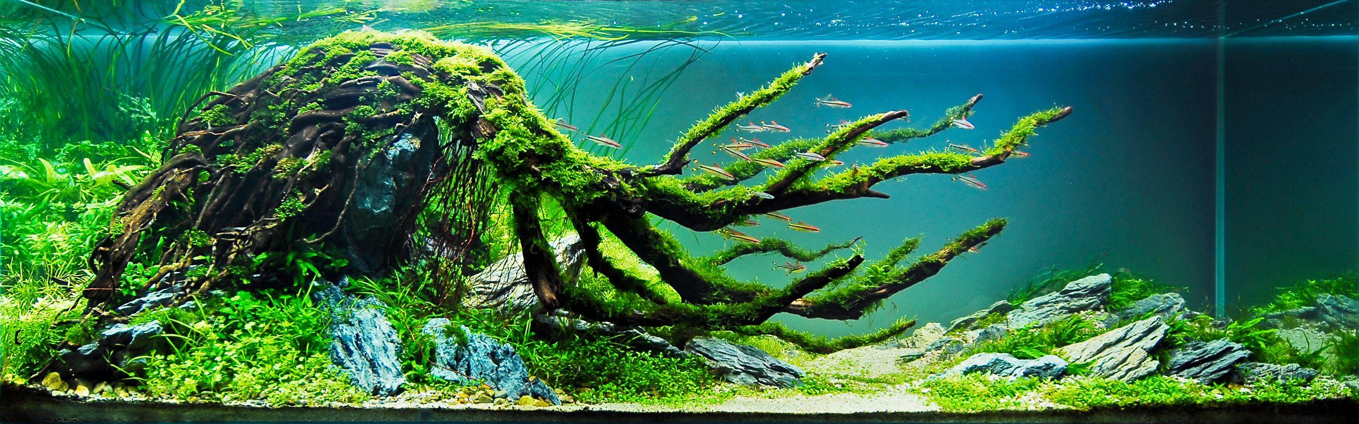 Aquascape Wallpapers Top Free Aquascape Backgrounds WallpaperAccess