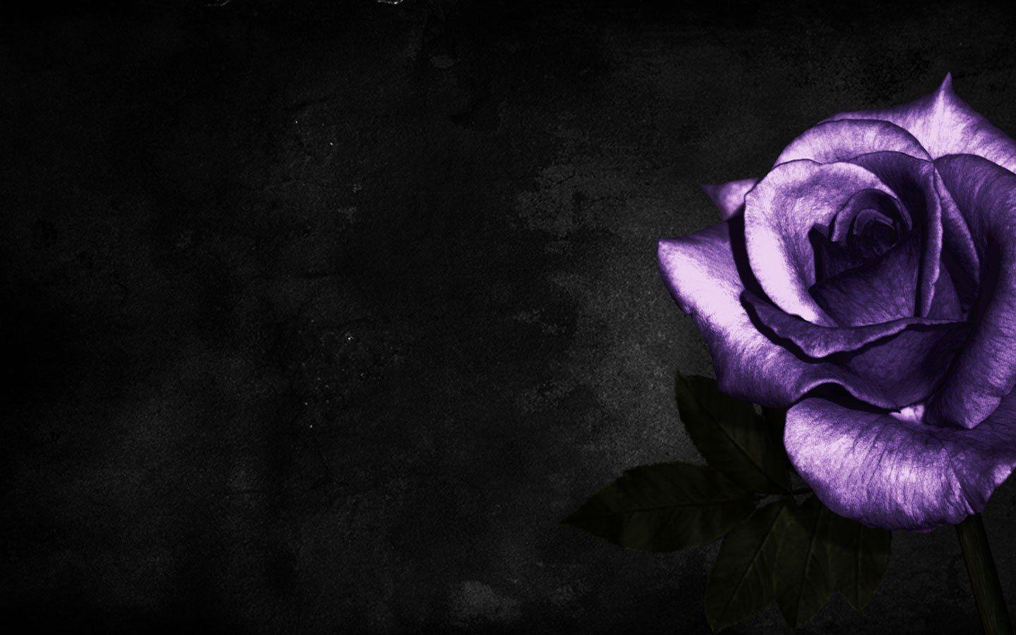 Dark Purple Flower Wallpapers Top Free Dark Purple Flower Backgrounds