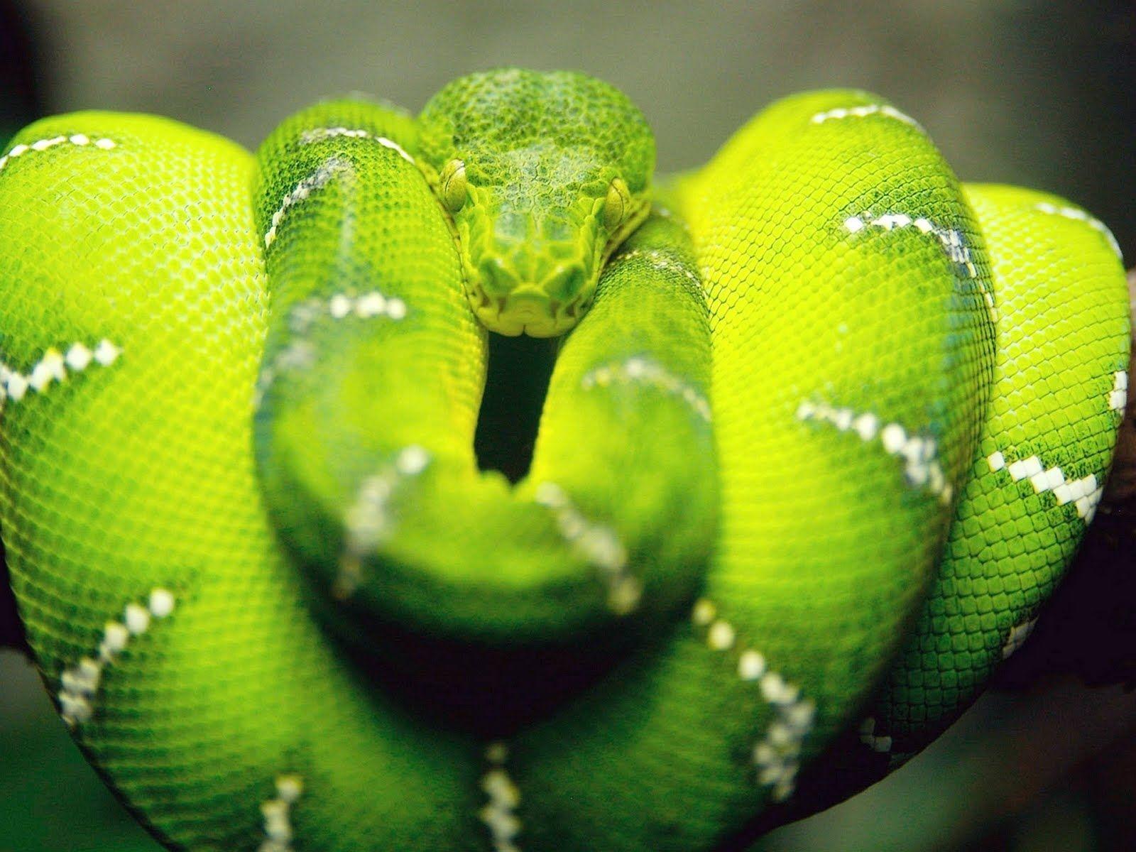 Green Snake Wallpapers Top Free Green Snake Backgrounds WallpaperAccess