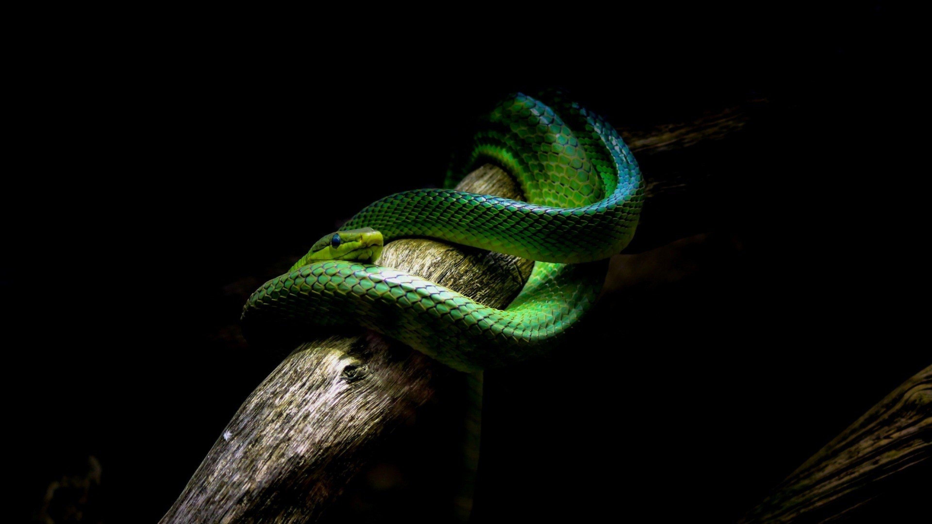 Green Snake Wallpaper Hd Desktop Wallpapers 4k Hd Images
