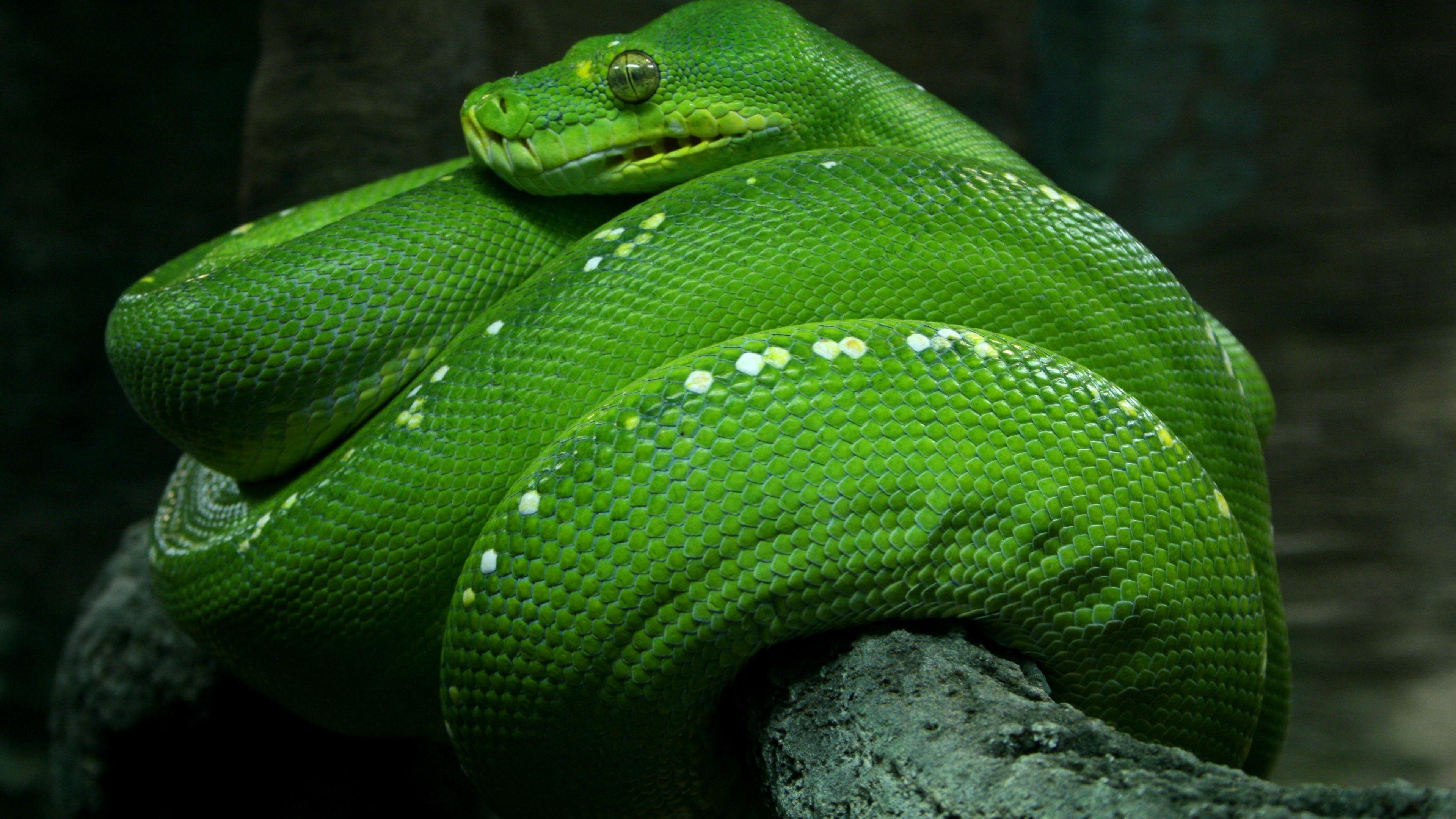 Green Snake Wallpapers Top Free Green Snake Backgrounds WallpaperAccess