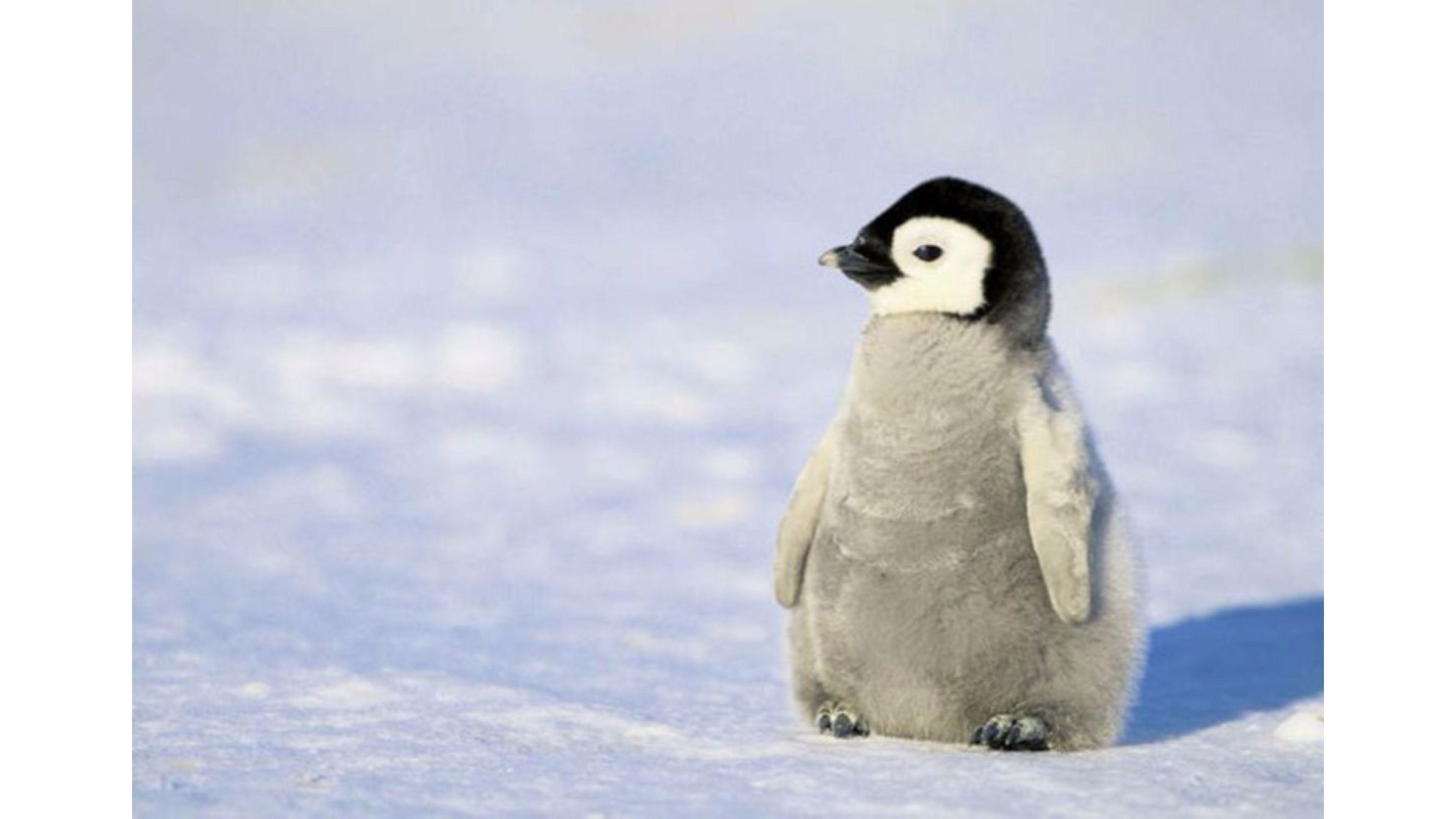 Funny Penguin Wallpapers Top Free Funny Penguin Backgrounds