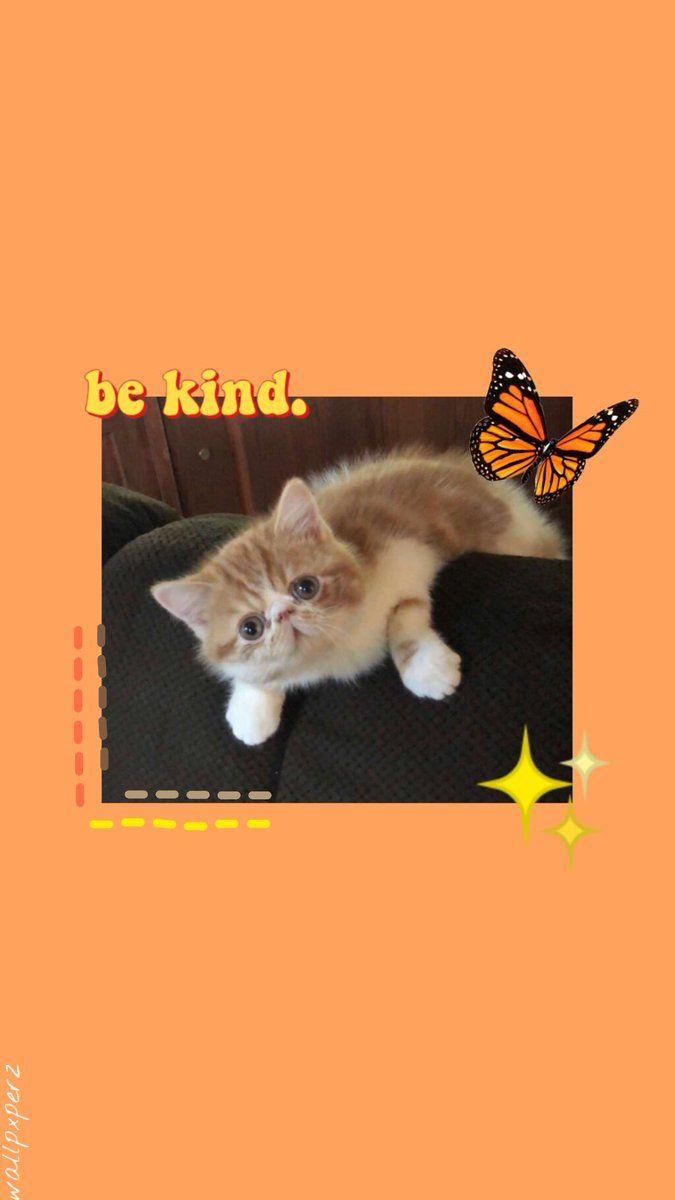 Aesthetic Cat Wallpapers Top Free Aesthetic Cat Backgrounds