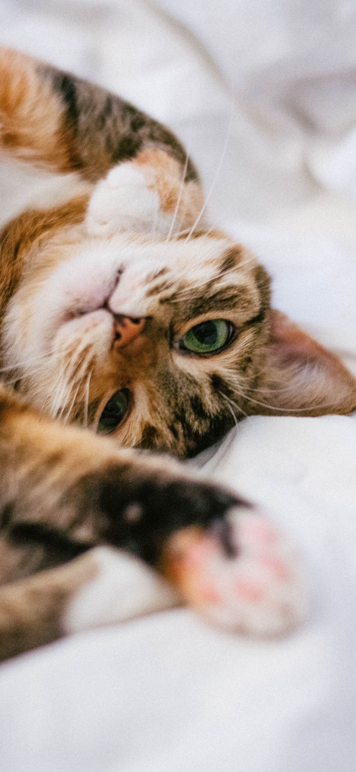 Aesthetic Cat Wallpapers Top Free Aesthetic Cat Backgrounds