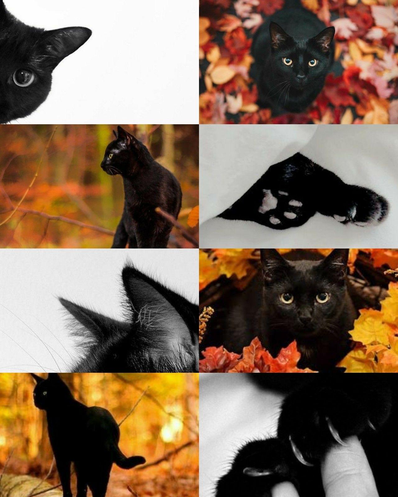 Aesthetic Black Cat Wallpapers Top Free Aesthetic Black Cat