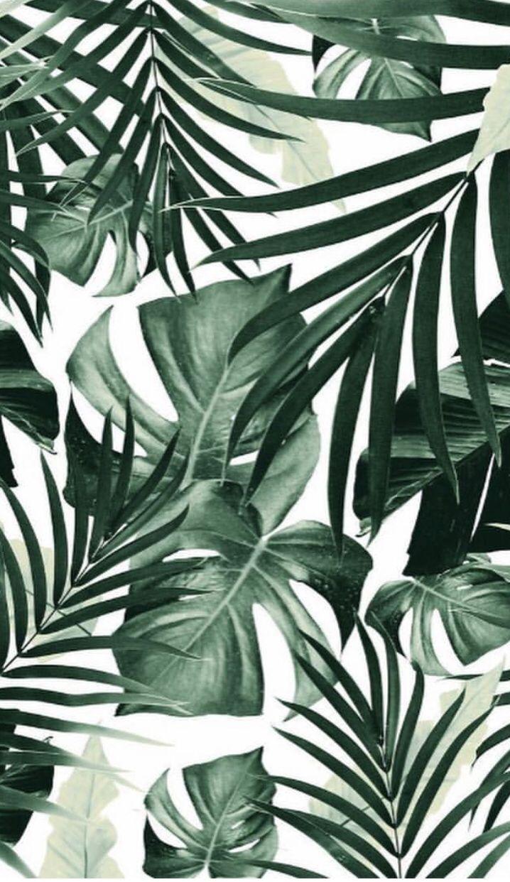 Aesthetic Palm Leaves Wallpapers Top Free Aesthetic Palm Leaves