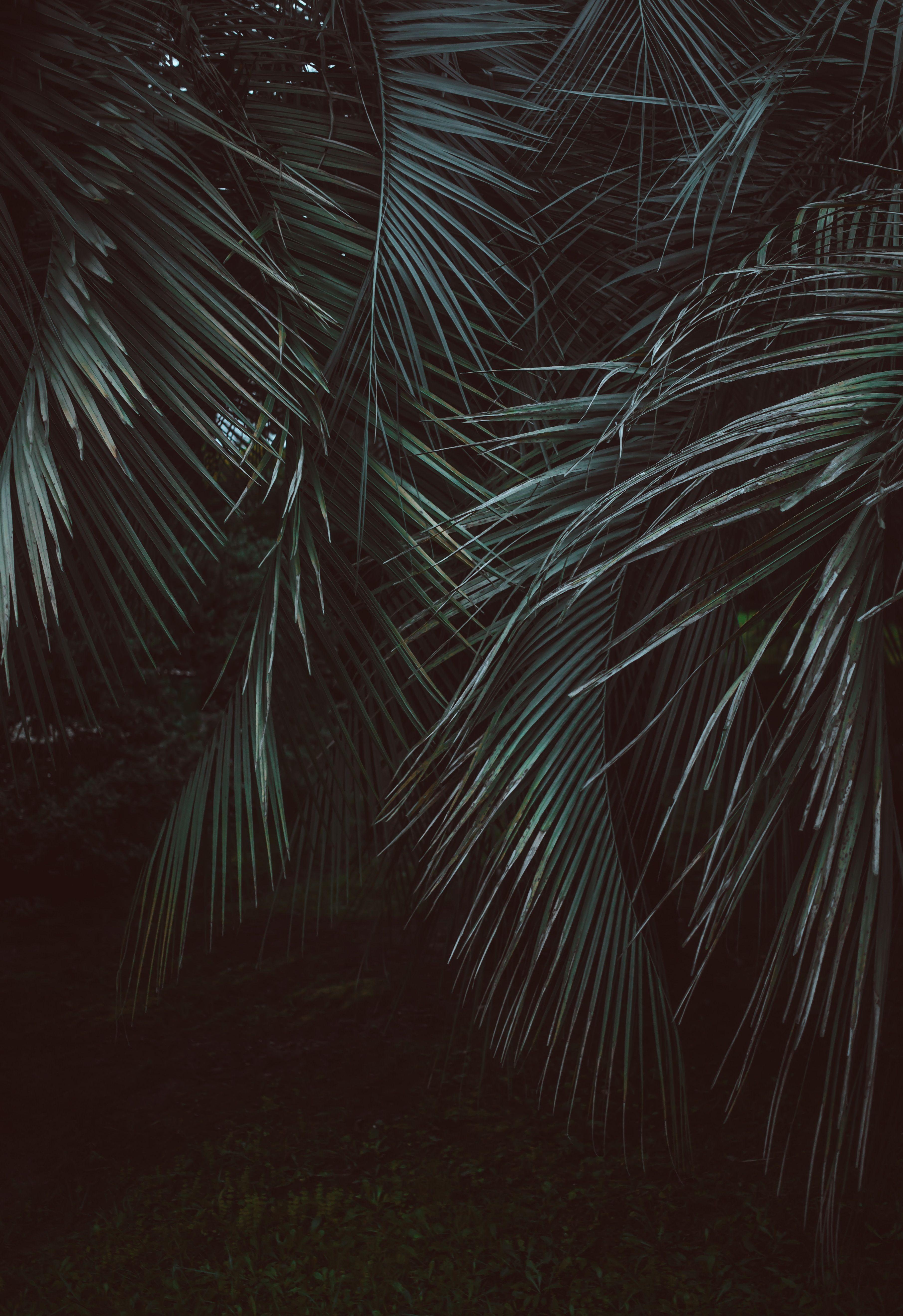 Dark Jungle Wallpapers Top Free Dark Jungle Backgrounds WallpaperAccess